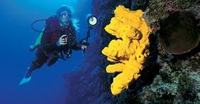 Bahamas y Florida, ida y vuelta desde Nueva York, 7 días