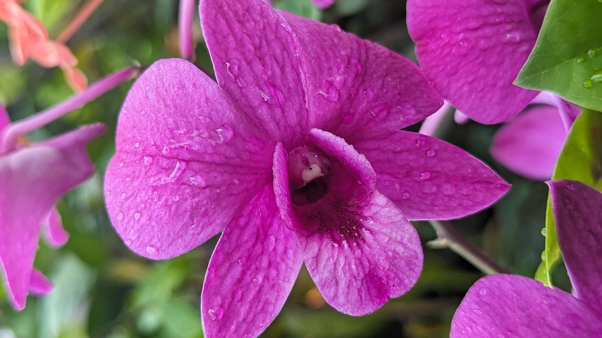 Cooktown Orchid