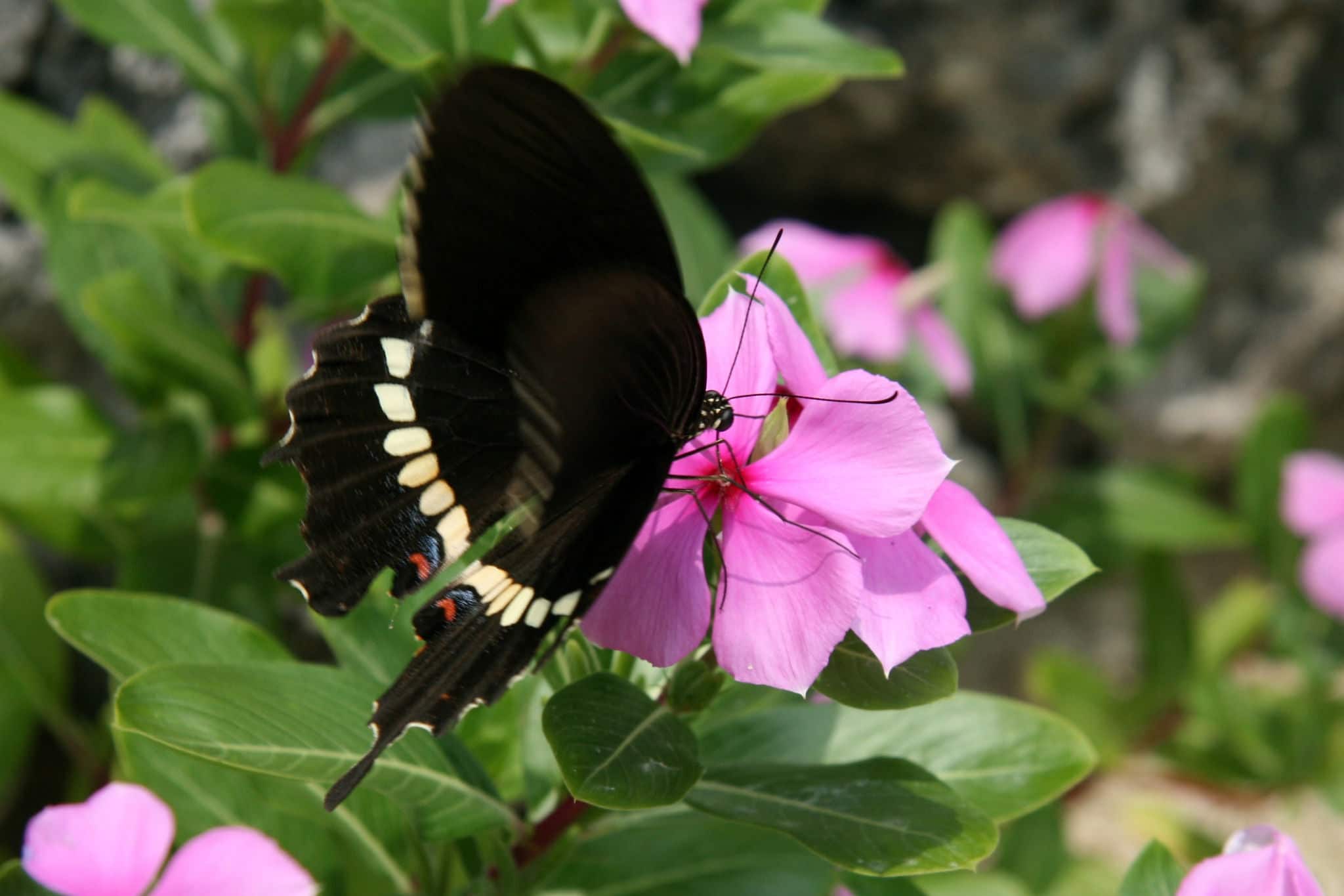 Taketomi Island , Okinawa, Japan