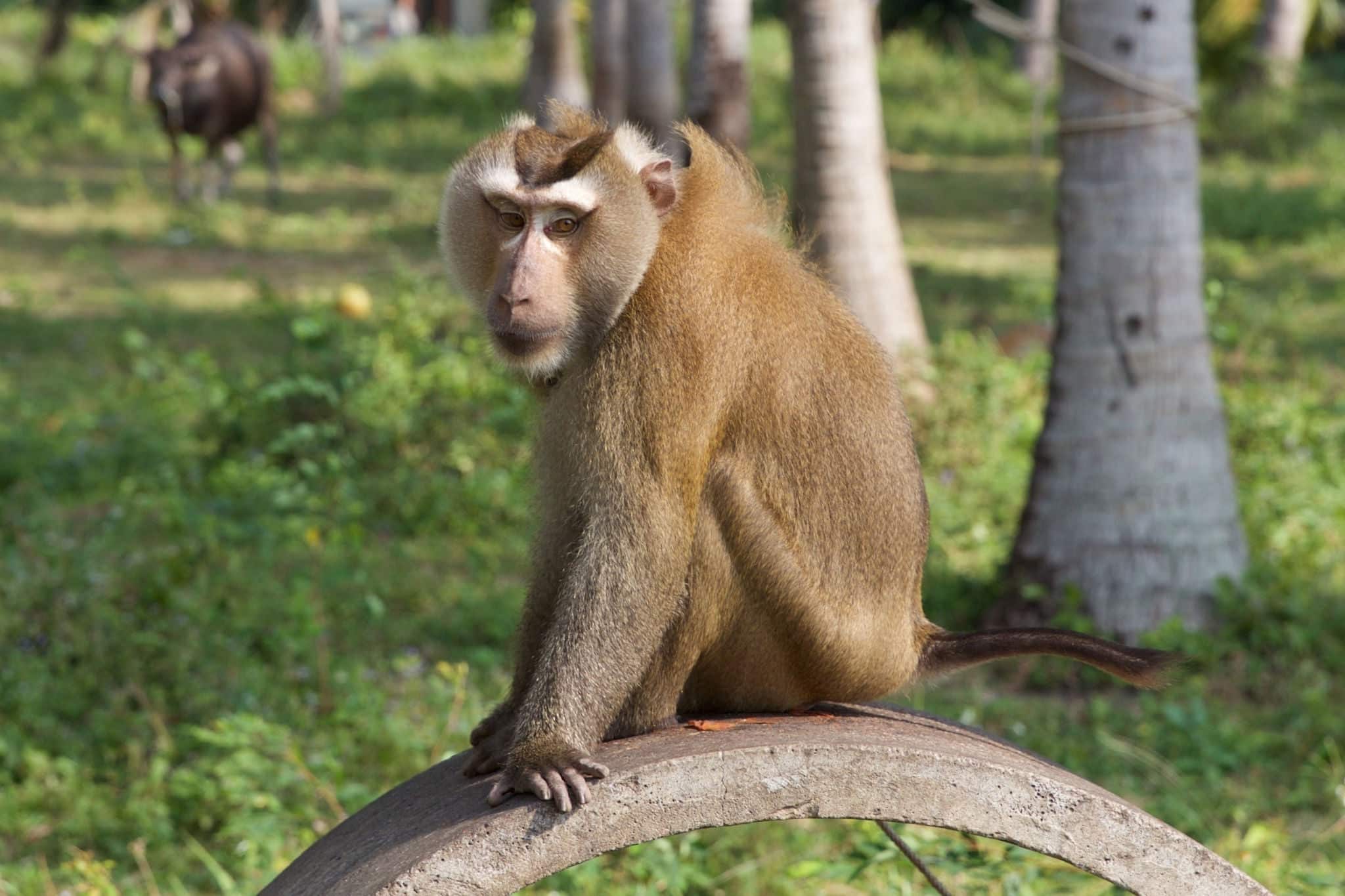 Southern Pig-tailed Macaque, Ko Samui, Thailand