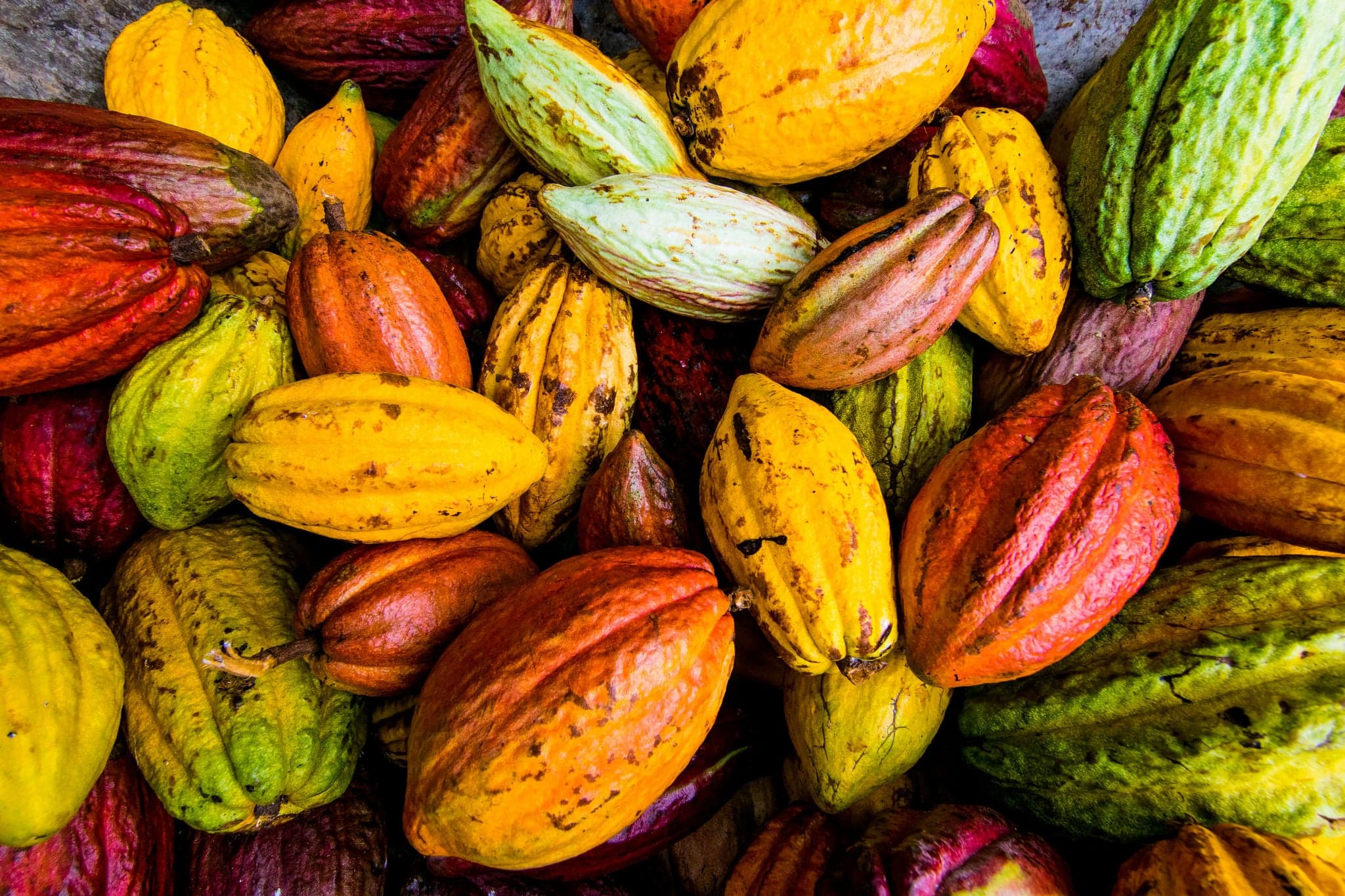Hawaiian Cocao Pods