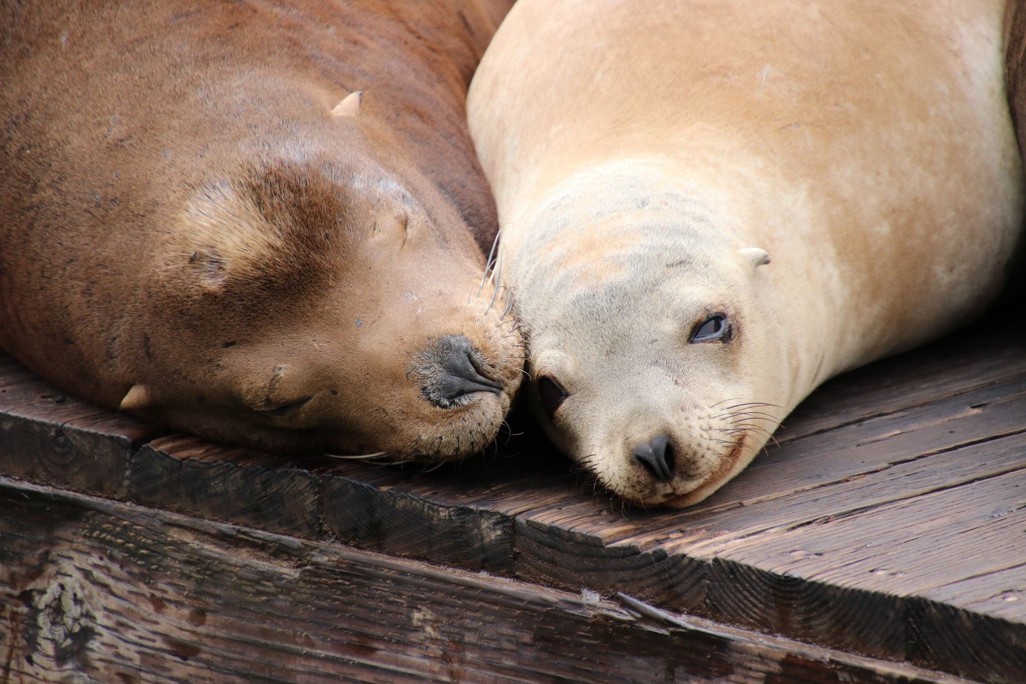 Cute, funny sea lions lounging and playing on wet wooden pier.