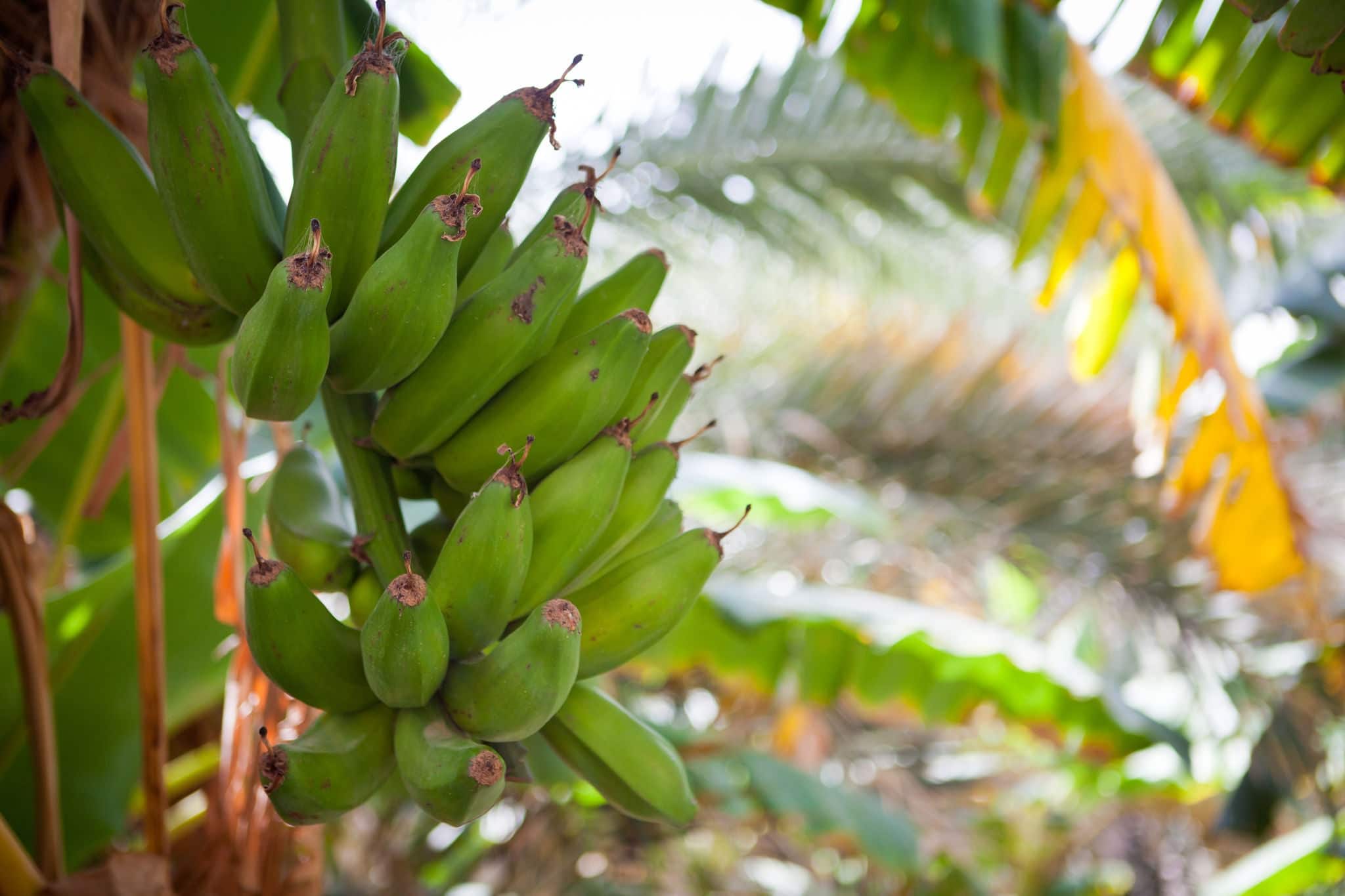 Bunch of bananas hanging from a banana tree (Salalah, Oman)