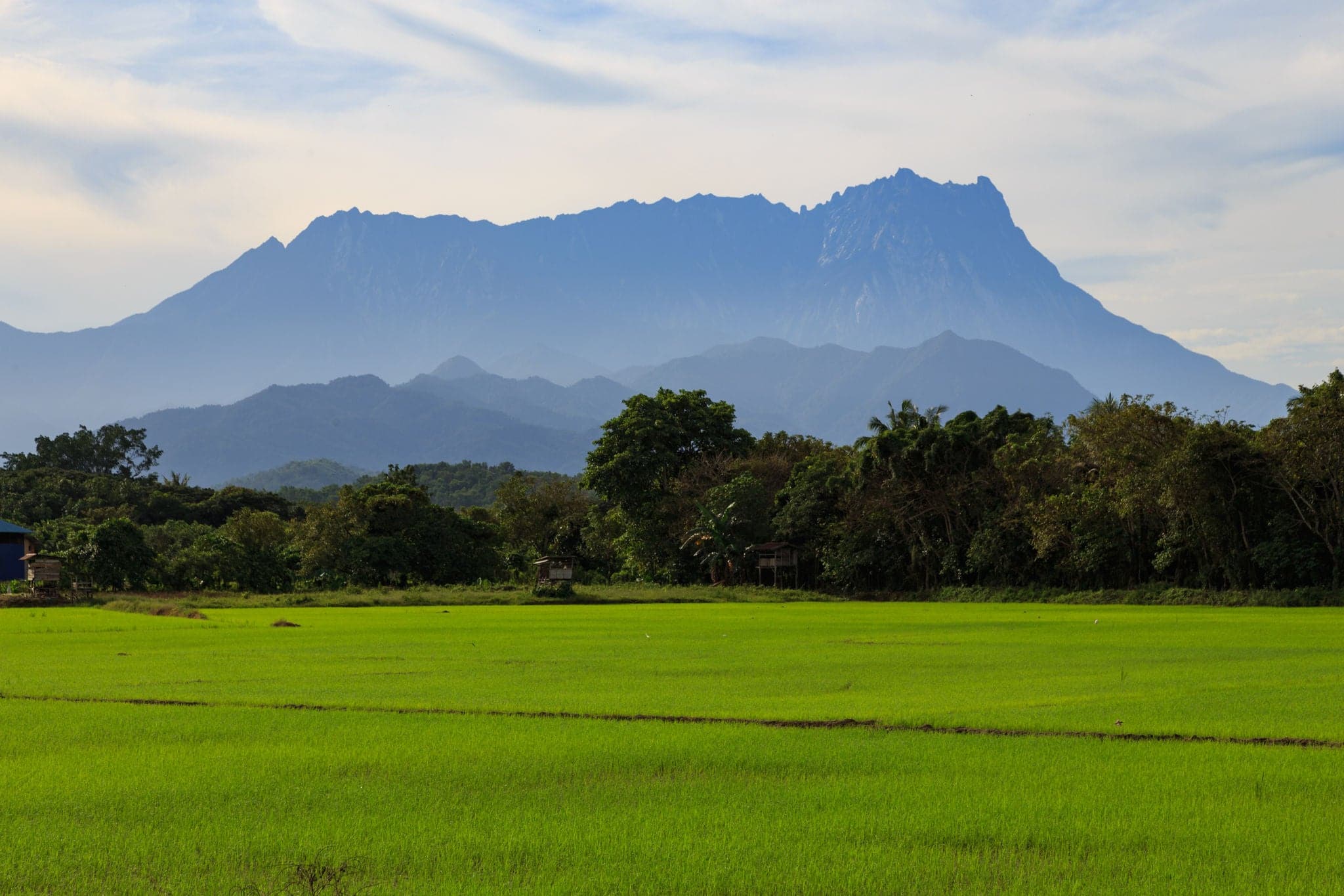 Nature Young paddy field landscape view with Mount Kinabalu at far background during morning., Kota belud Sabah Malaysia. (Image contain soft focus and blur.)
