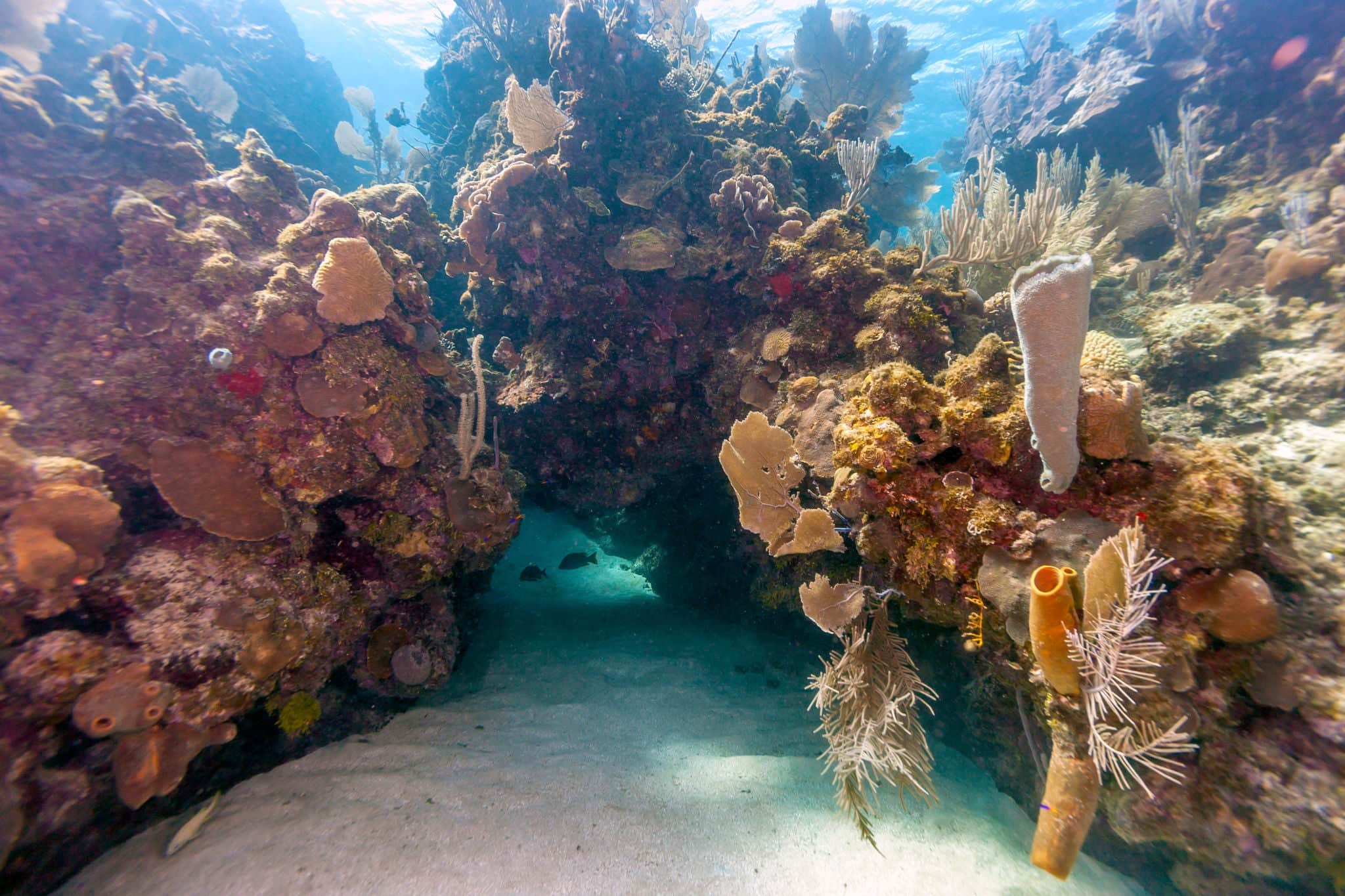 Coral reef in Carbiiean Sea off the coast of Roatan Honduras