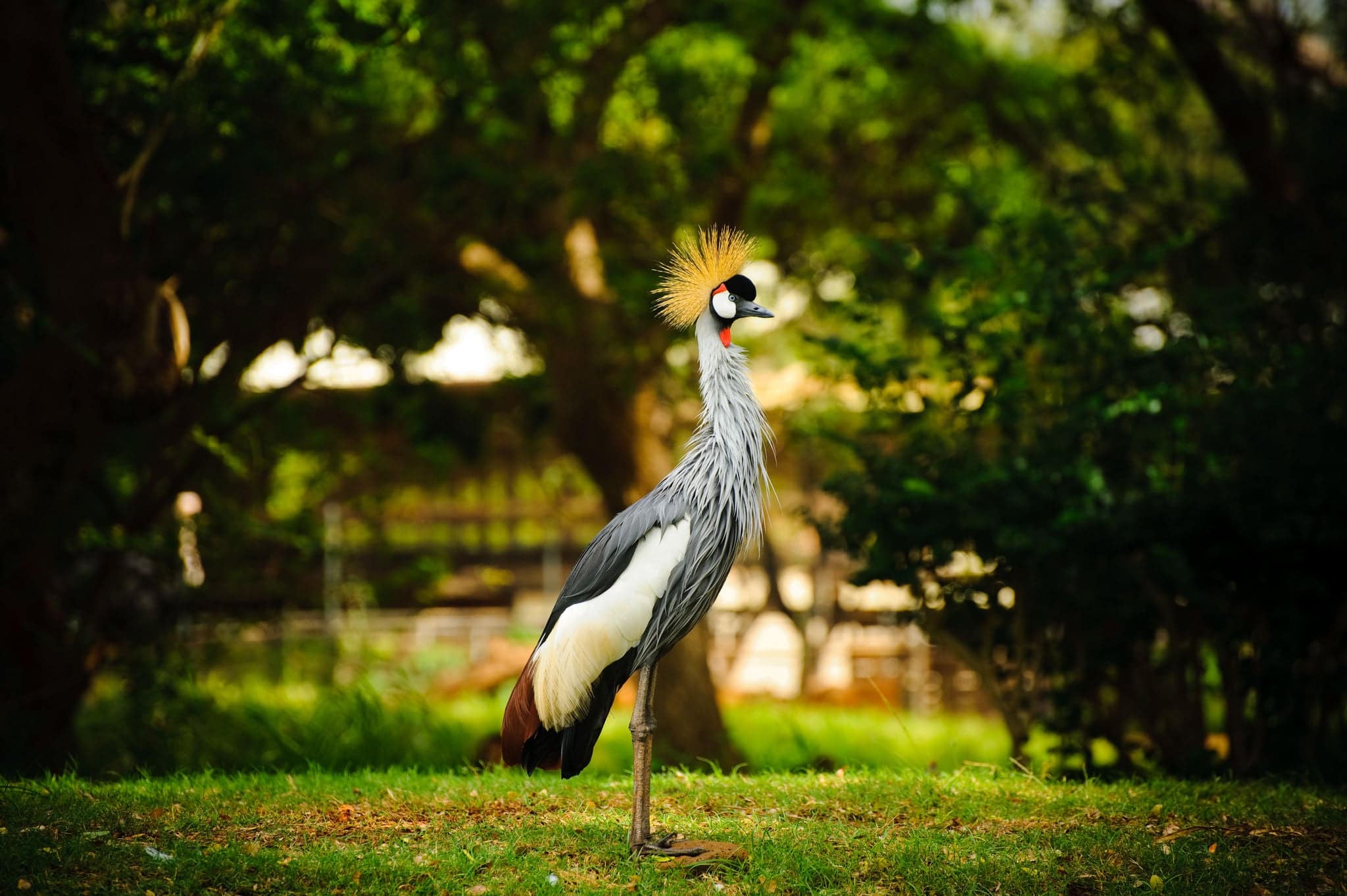 Grey crowned crane