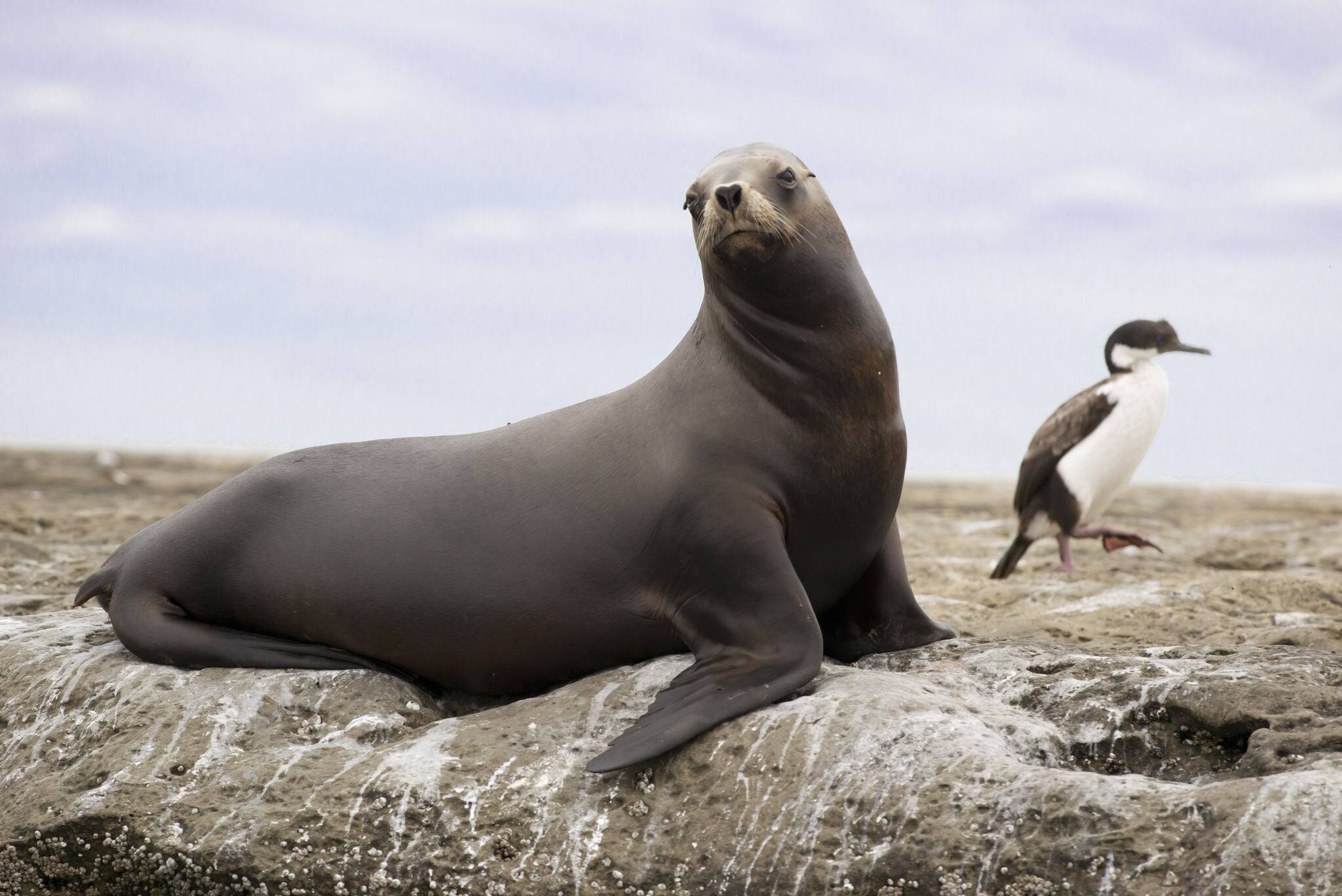 Female of south american sea lion in peninsula Valdez, Patagonia, Argentina