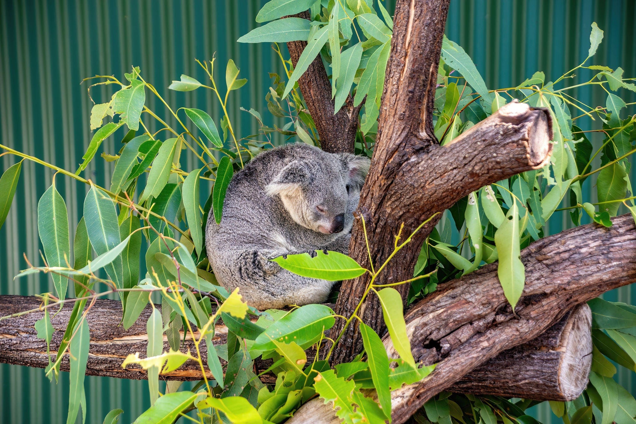 Koala sleeping at Wildlife Habitat, Port Douglas, Australia. The sleepy marsupial (not a bear) is native to Australia.