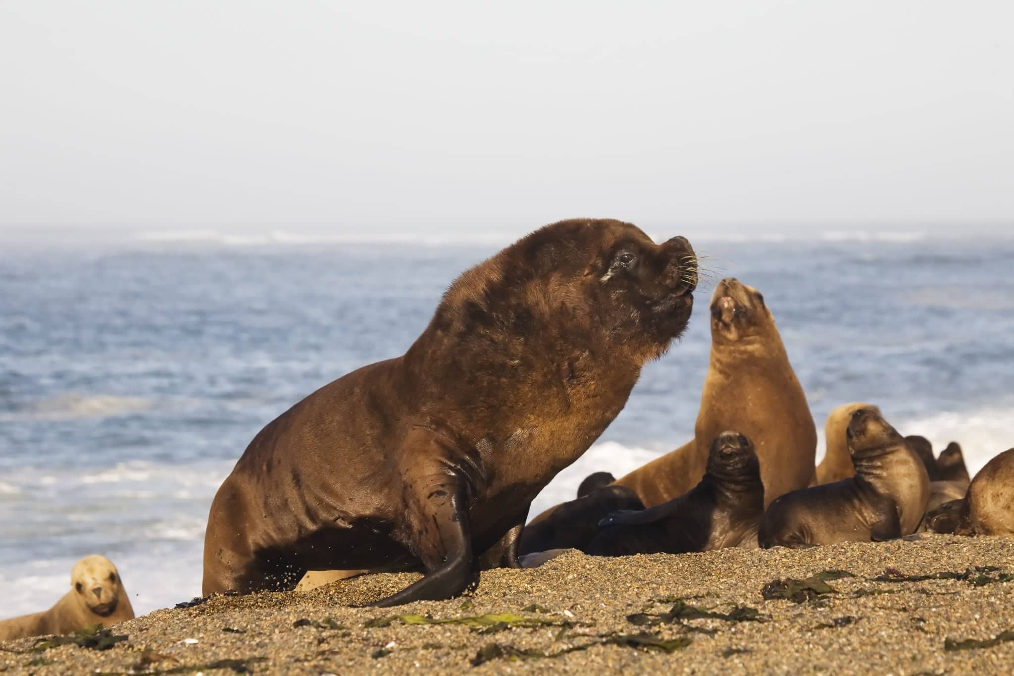 sea lion in free nature at the beach