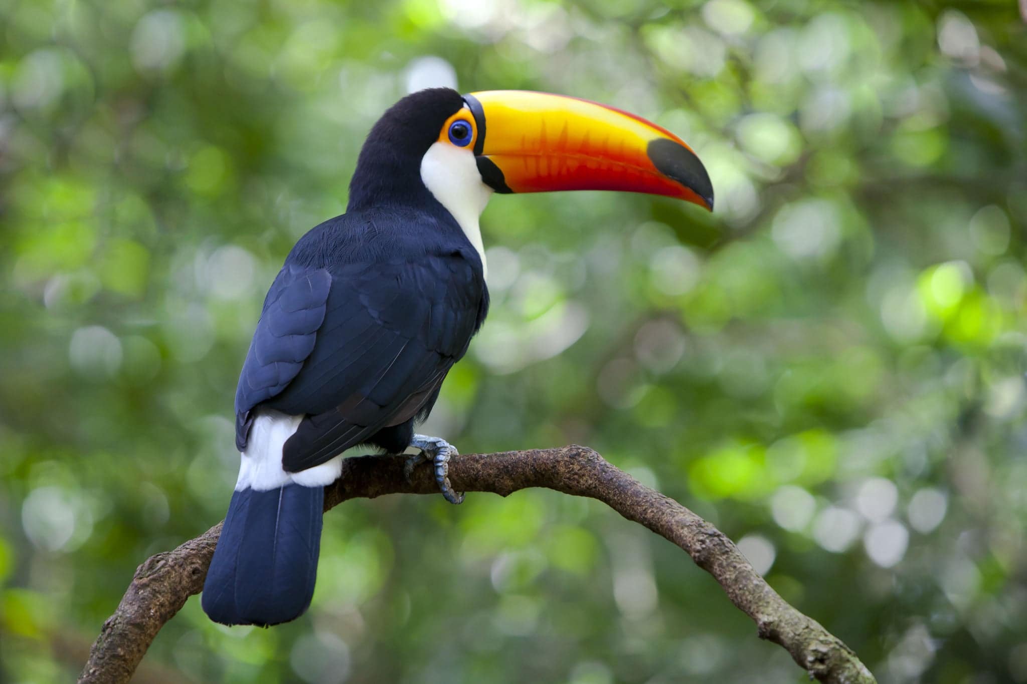 Toucan in the Jungle