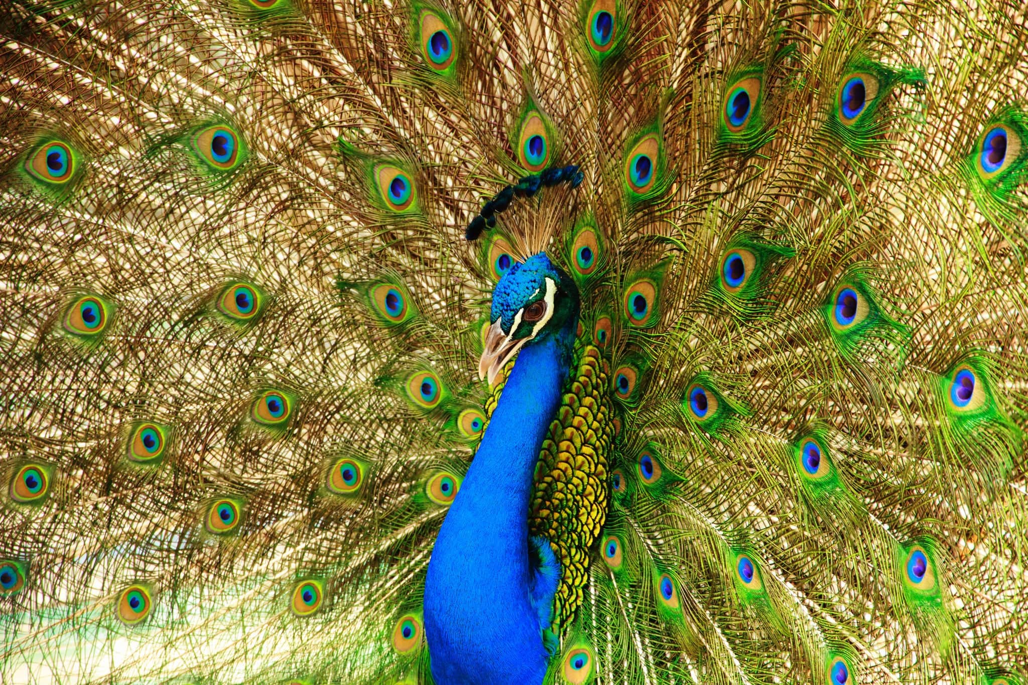Closeup of Peacock with crown and feathers.