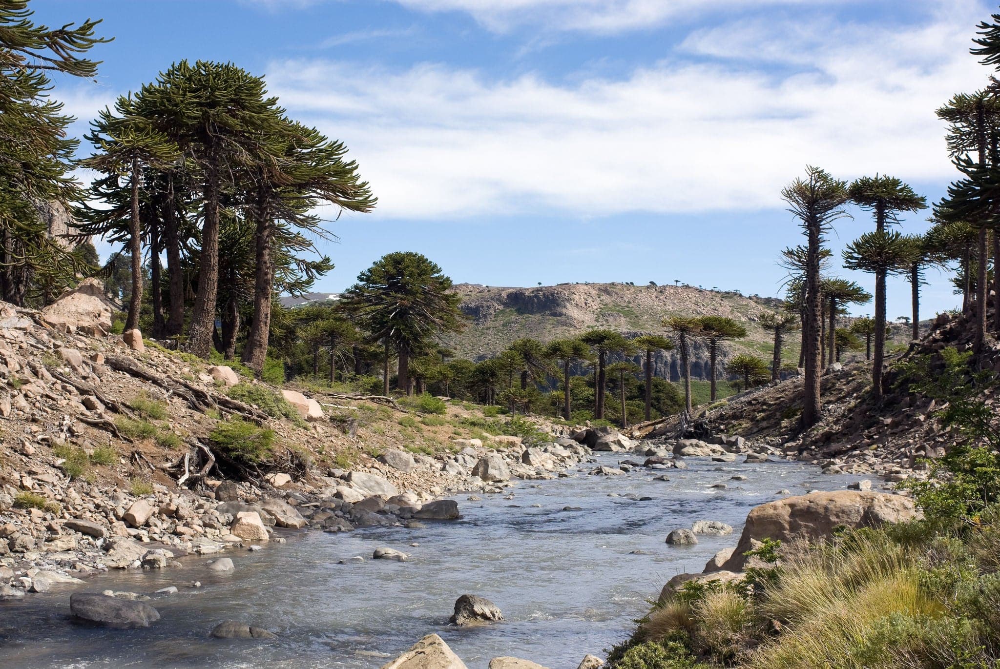 Agrio river, Patagonia, Neuqen. Land of dinosaurs. Provincial Park of Copahue.