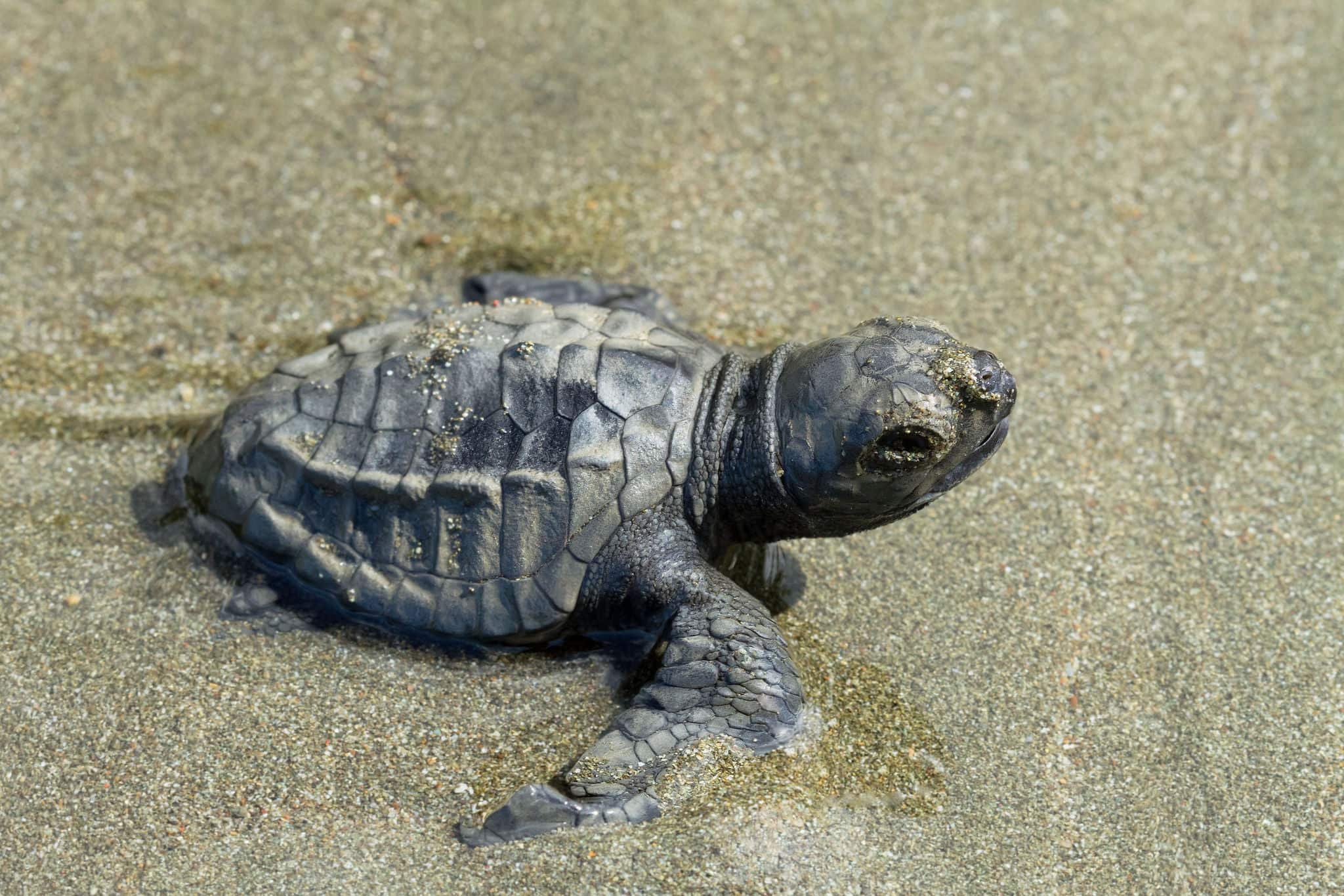 A young Olive Ridley turtle making it's way to the ocean