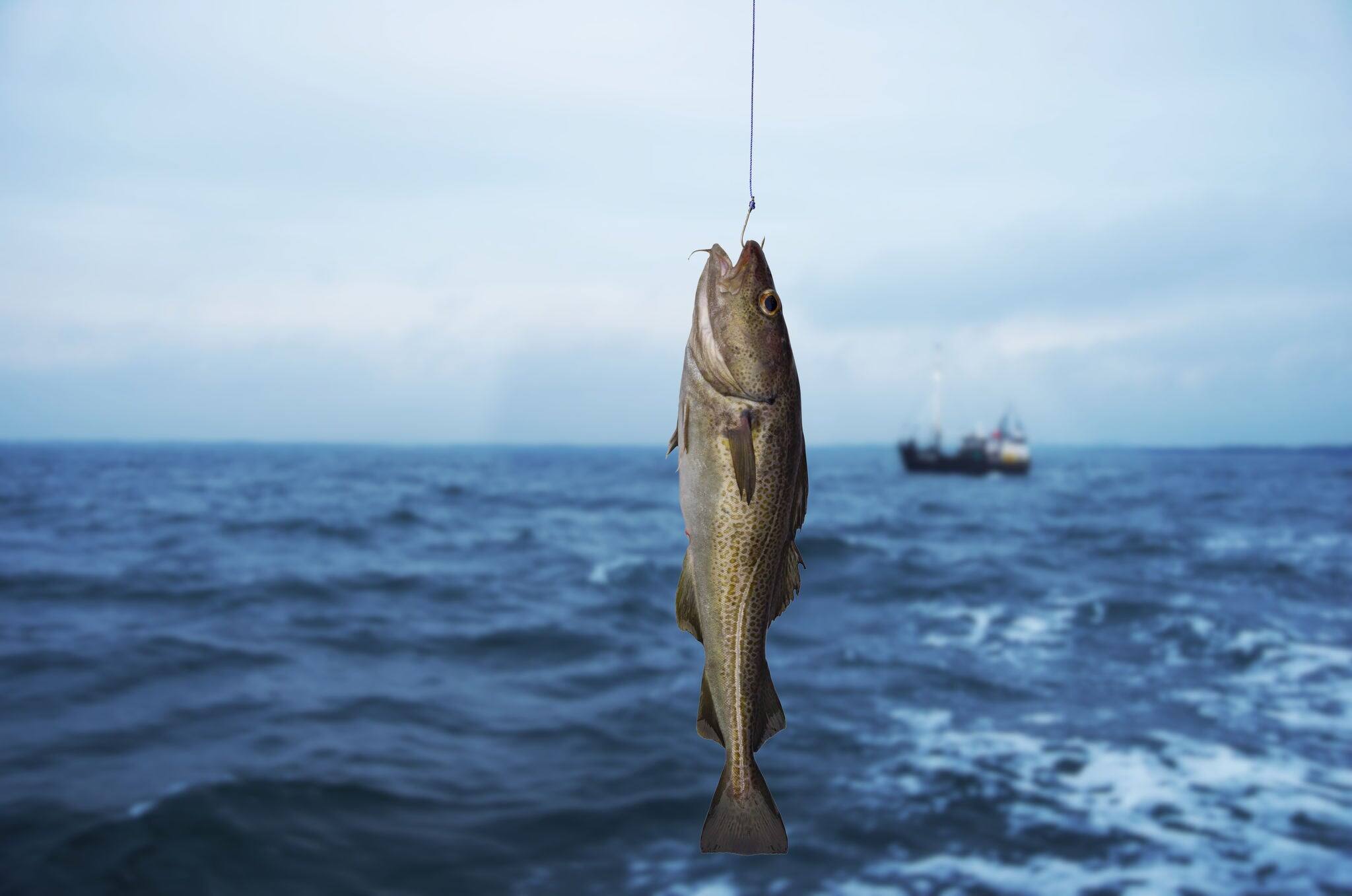 codfish on fishing-rod on background of sea