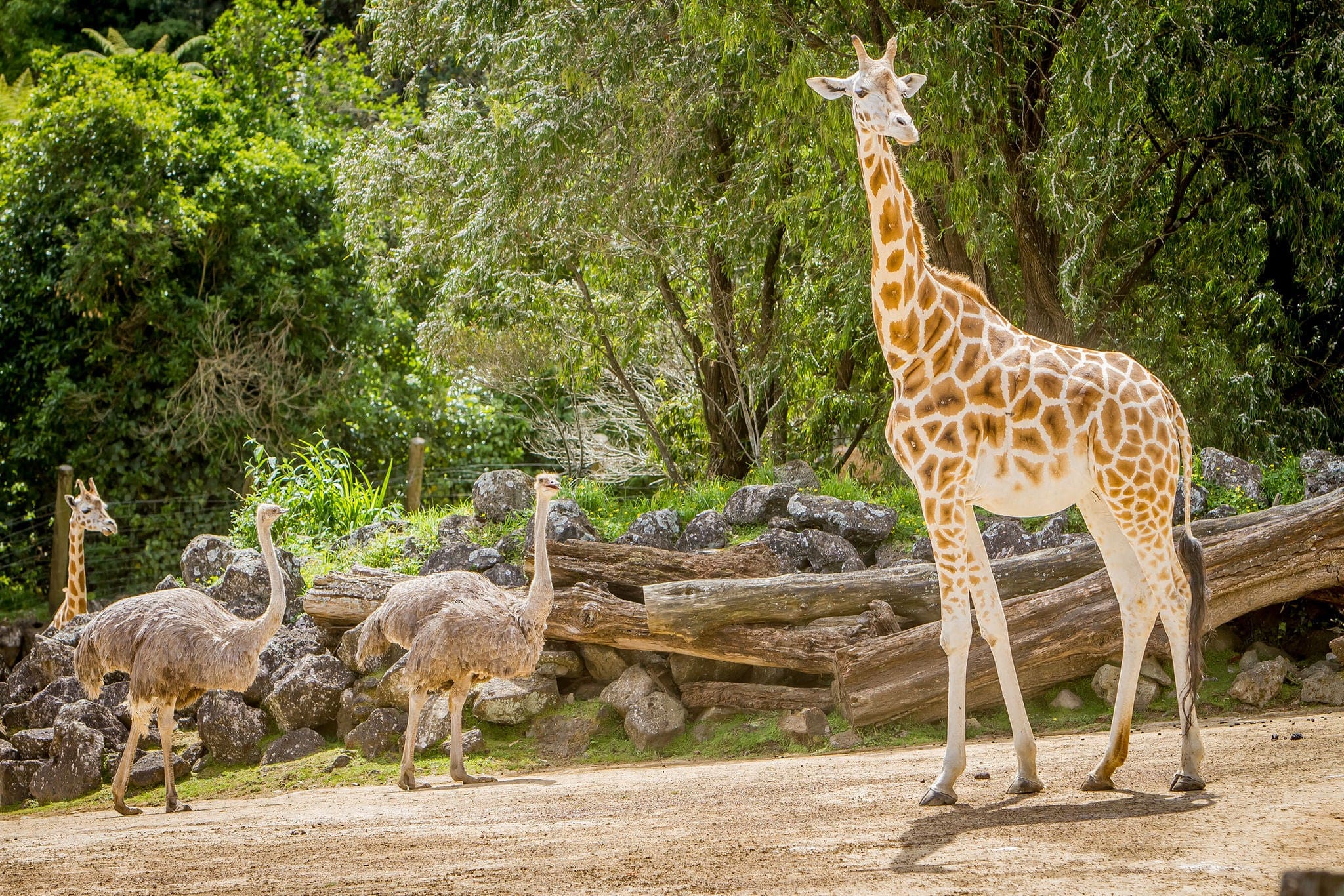 giraffe, zebra and ostrich in a wildlife park, zoo safari