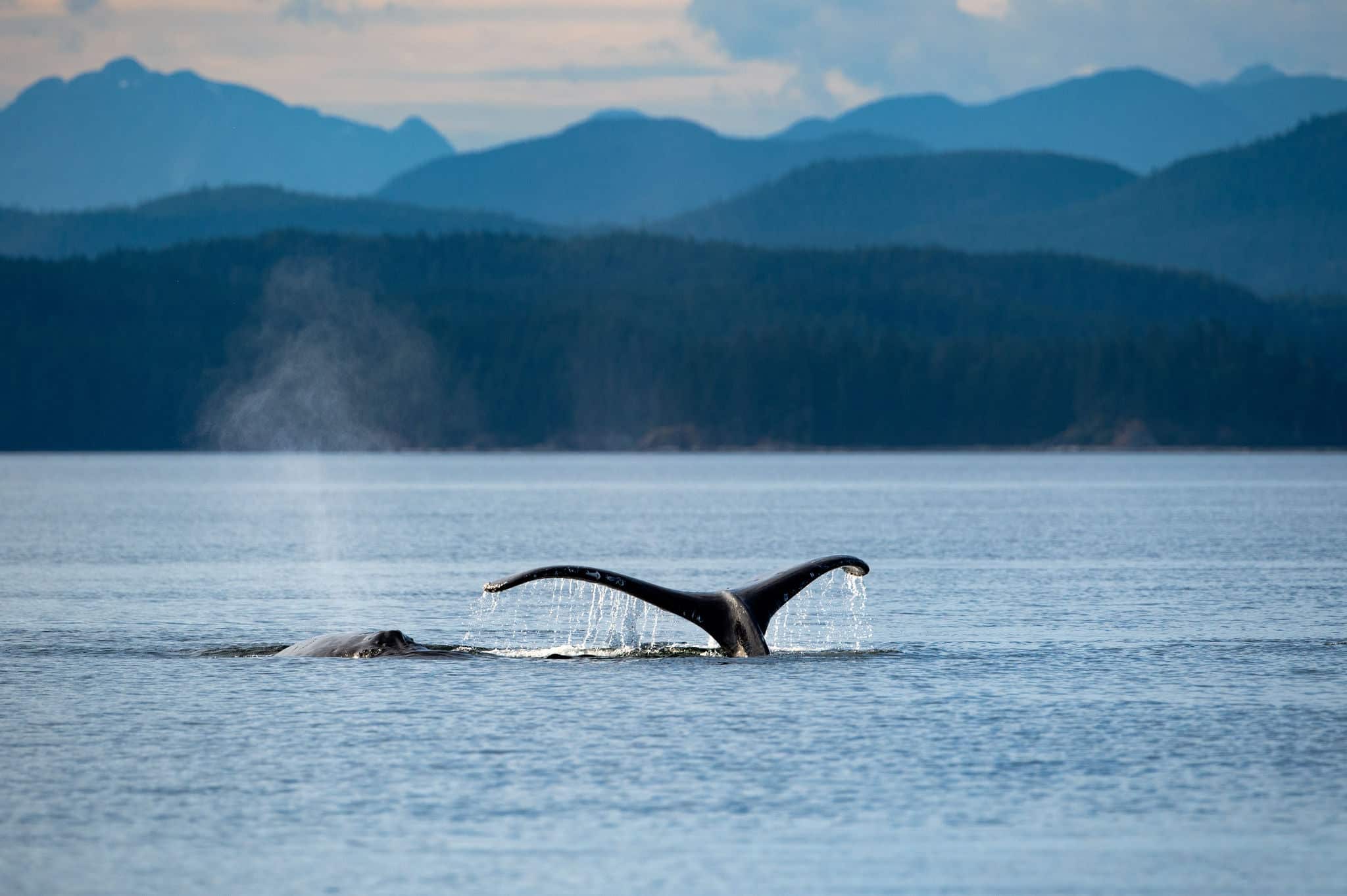 A humpback whale fluke, Sutil Channel in the Discovery Islands near Quadra Island, BC Canada