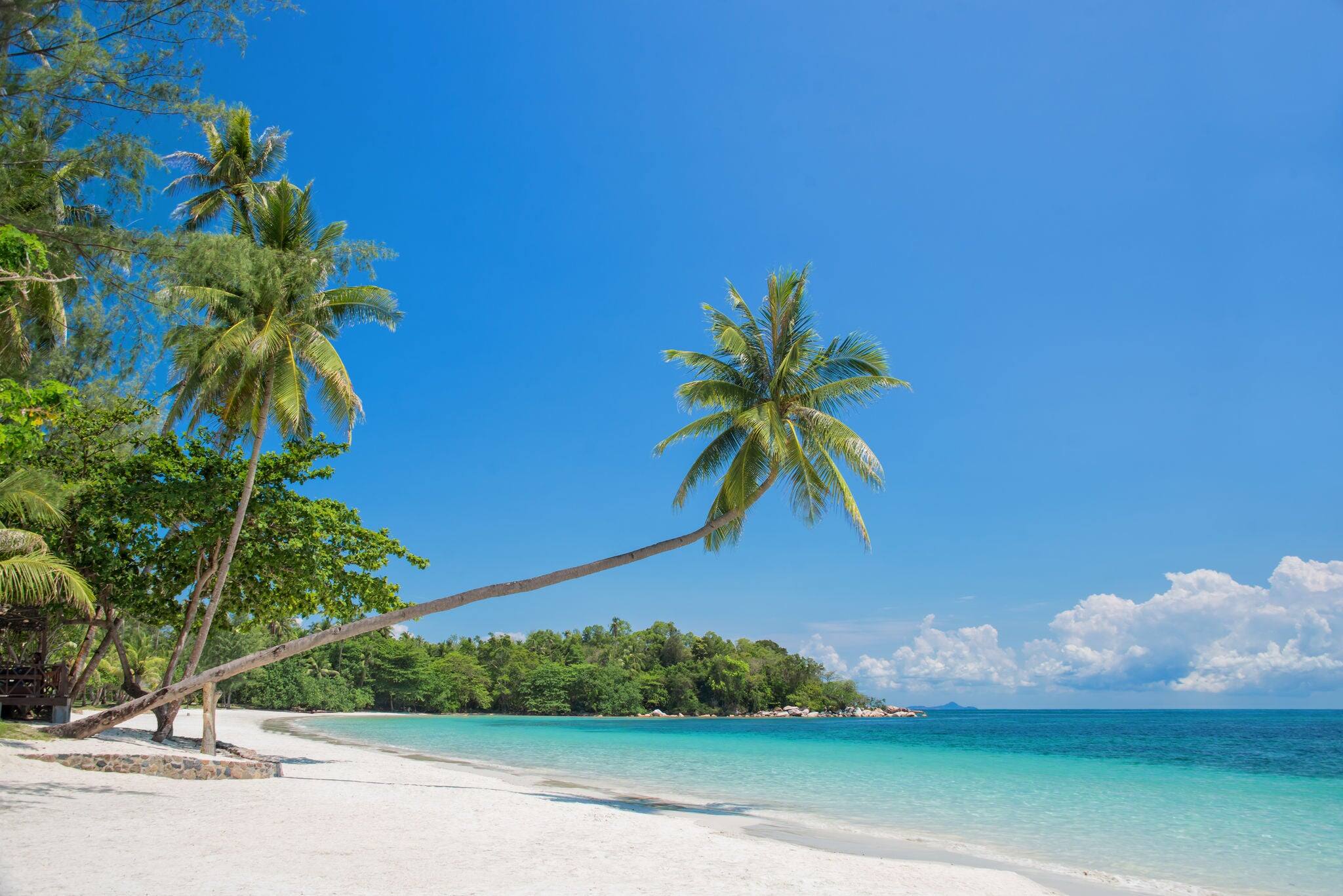 Tropical beach landscape with a leaning palm tree on Bintan island, Indonesia