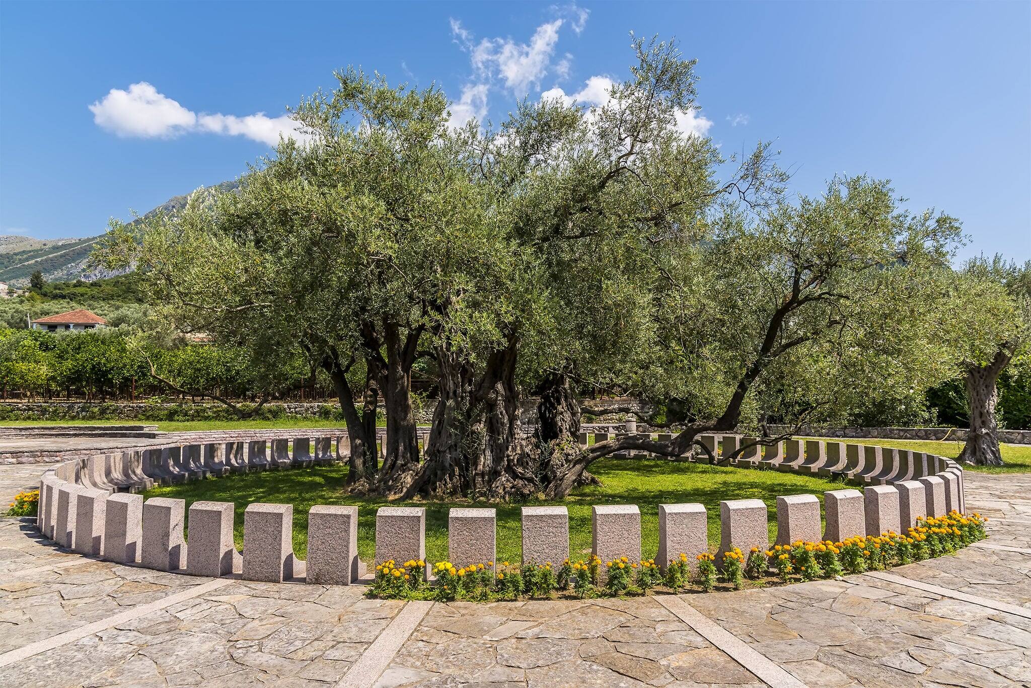 The 2,000 year old olive tree, Stara Maslina near to Stari Bar, Montenegro