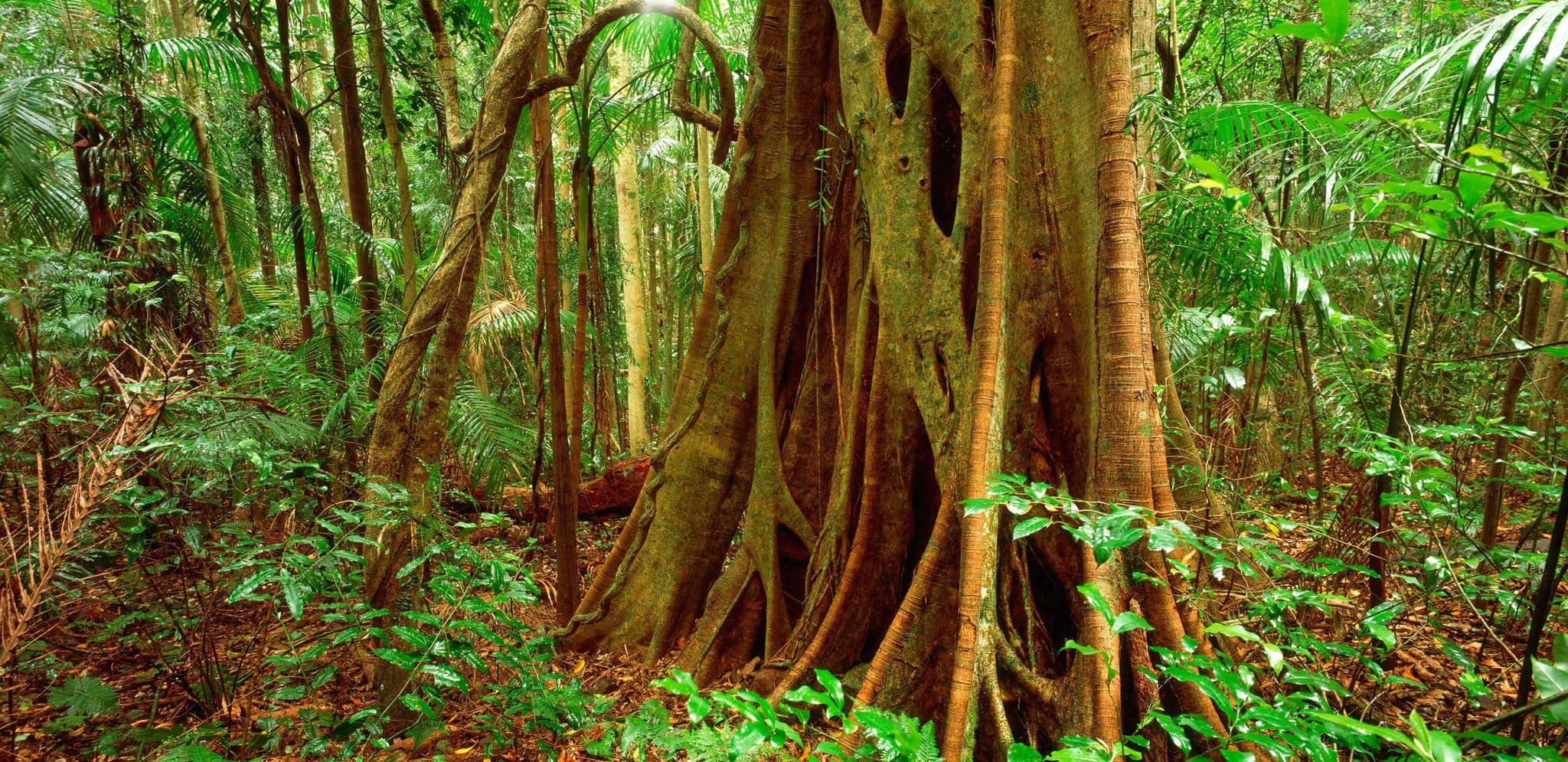 Rain forest, Brisbane