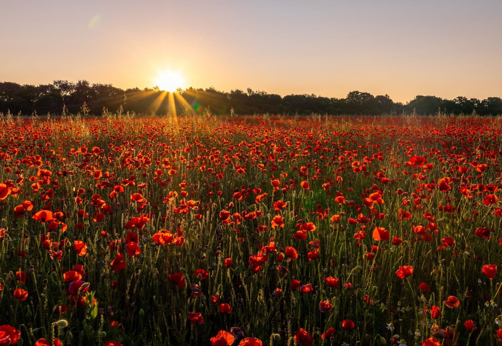 Poppy field at sunrise, Tilbury, Essex.