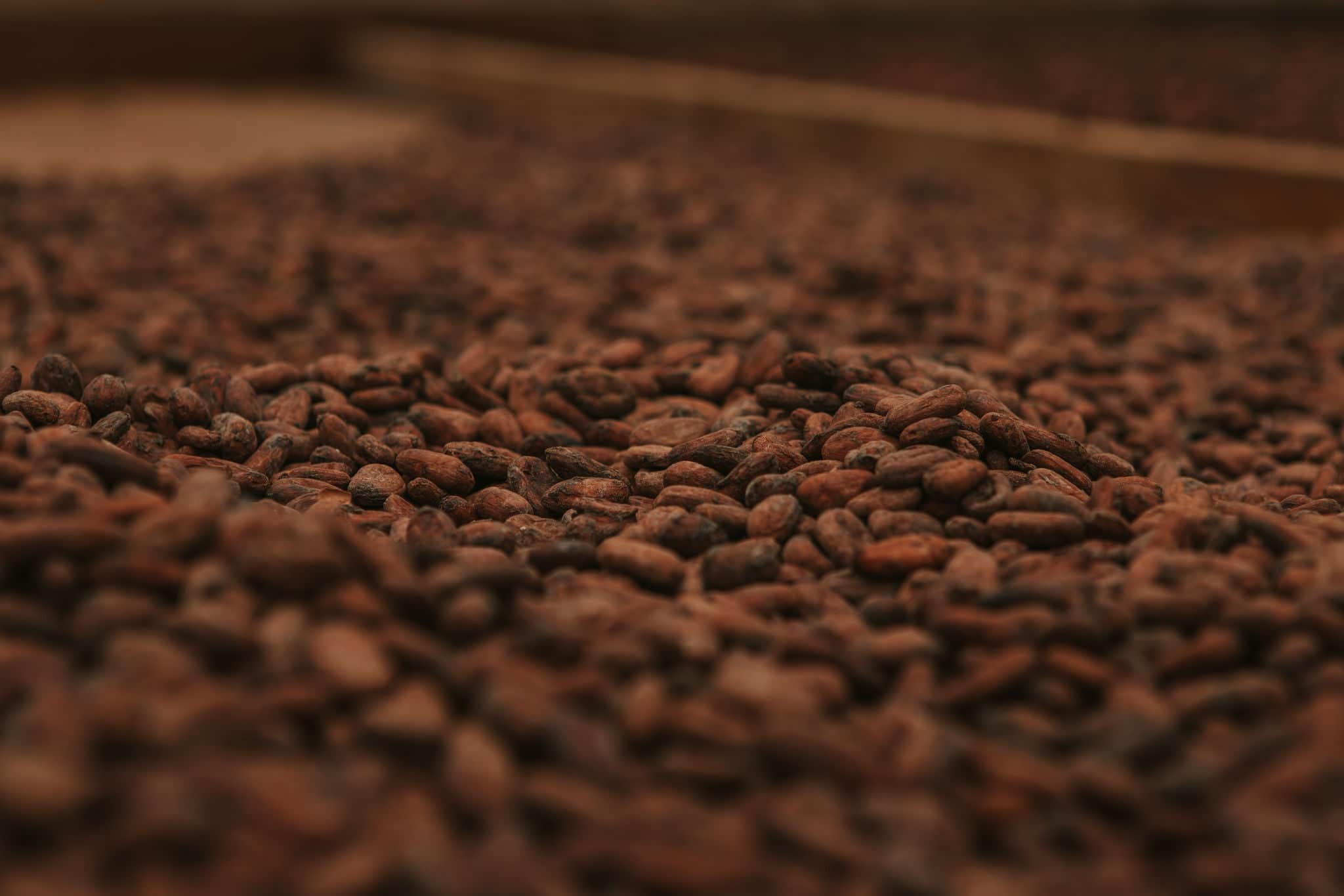 Cocoa drying in Roça Sundy in Principe island, São Tomé