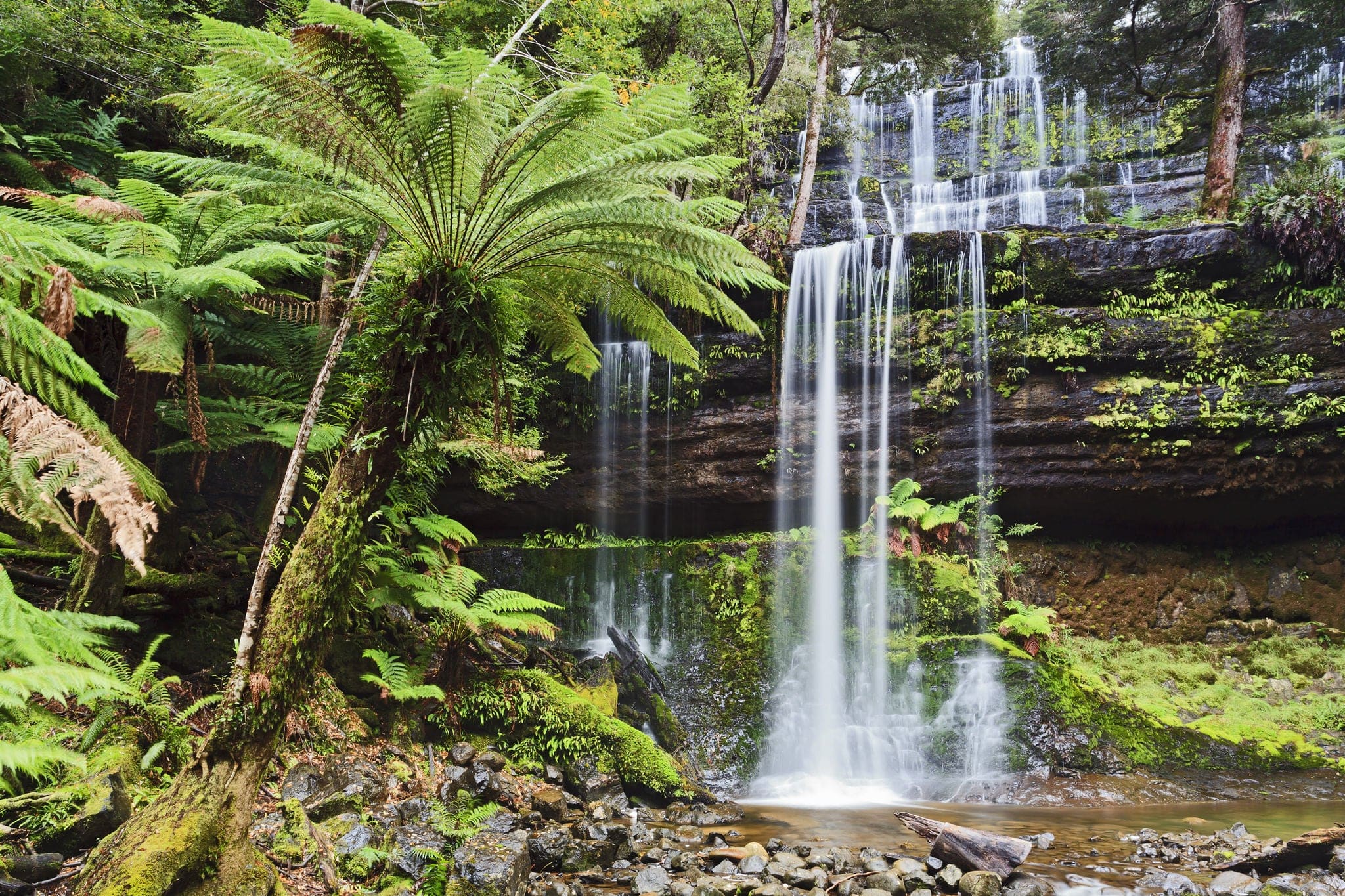 Tasmania Mt Field national park waterfall cascade in lush rainforest front view wet clear pure forest stream