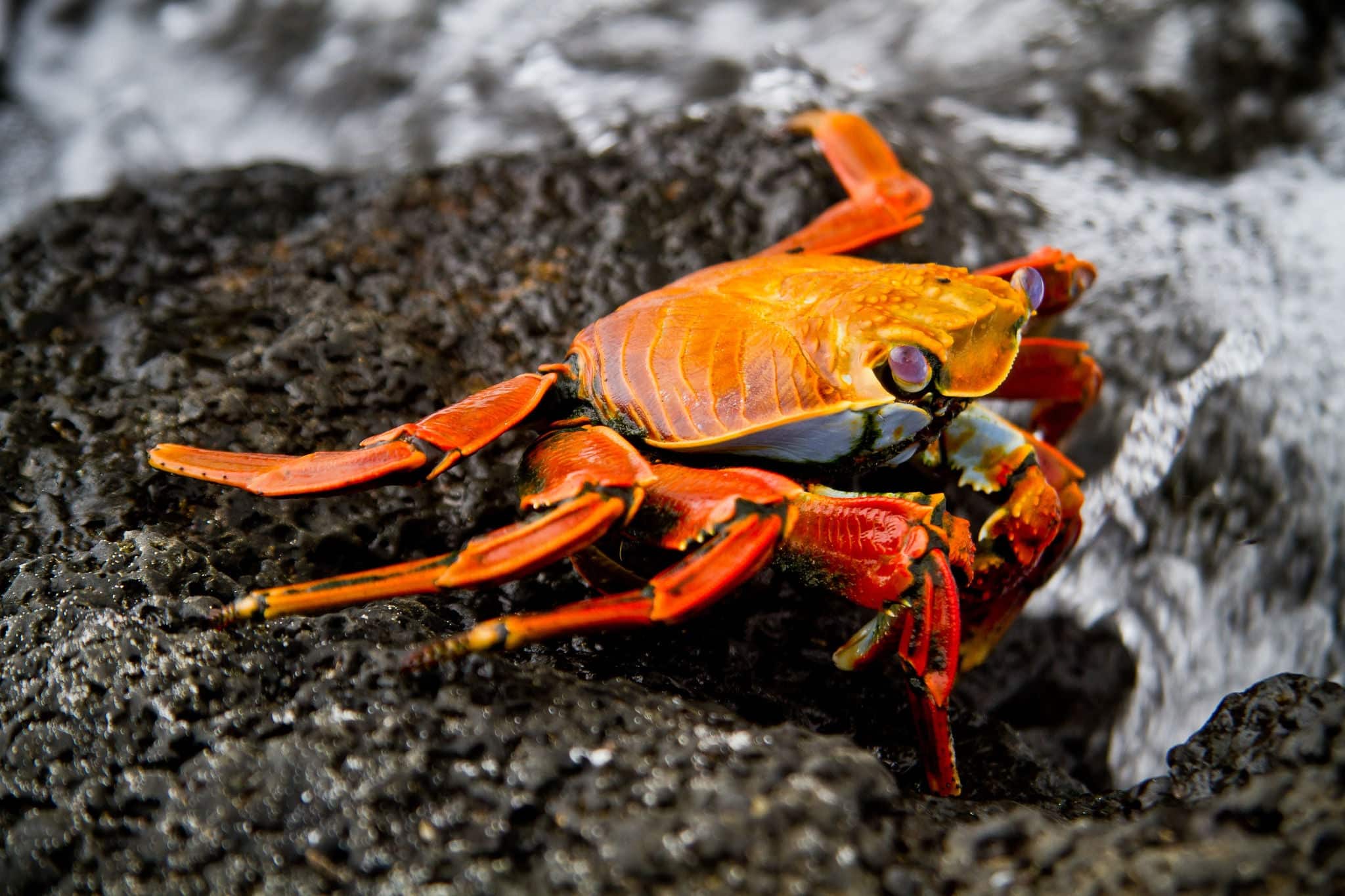 Red sally lihgt foot crab on a rock Galpagos Islands, Ecuador