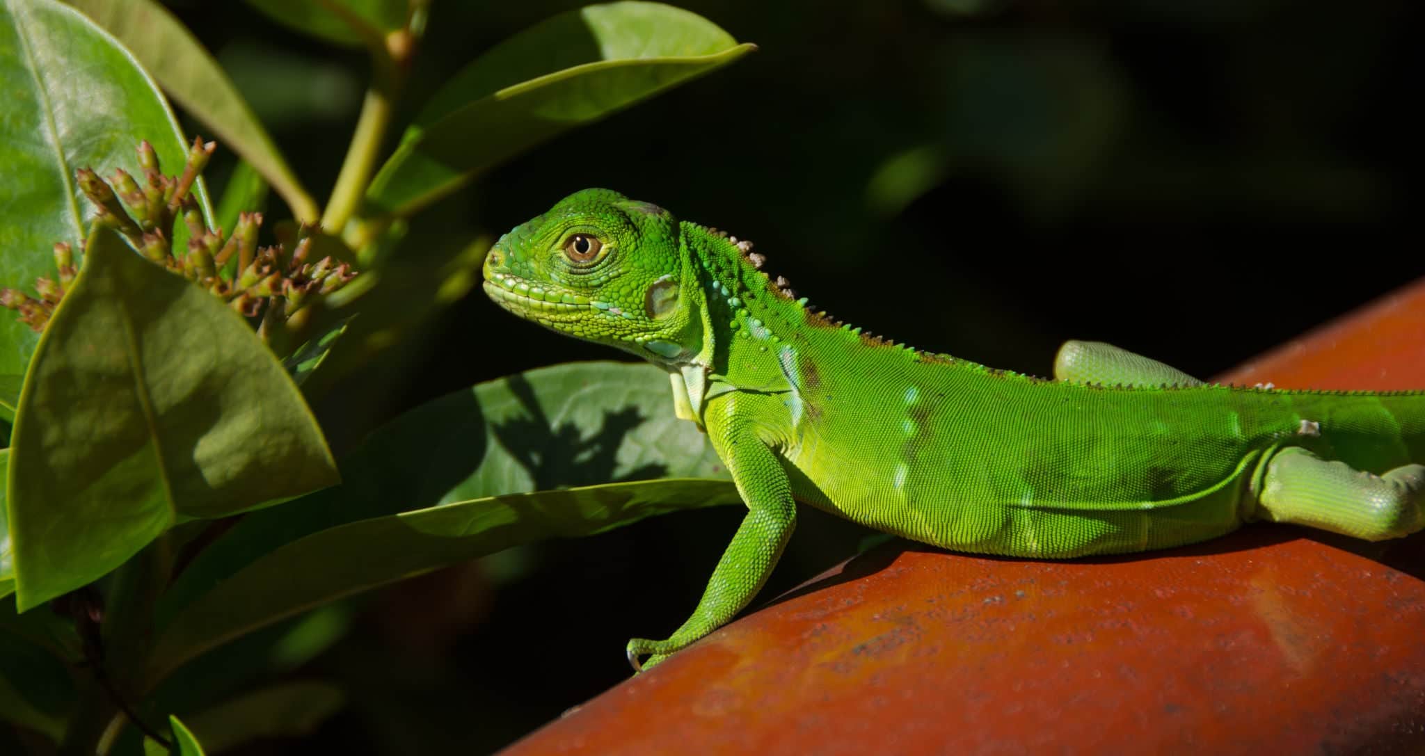 Baby Green Iguana
