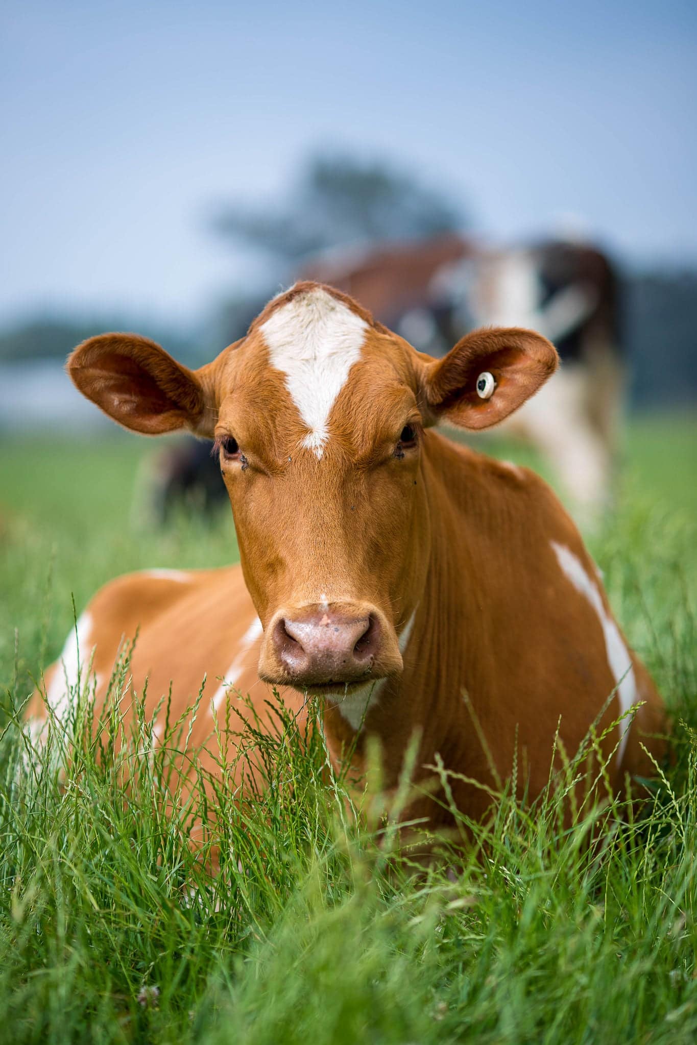 Guernsey Cattle