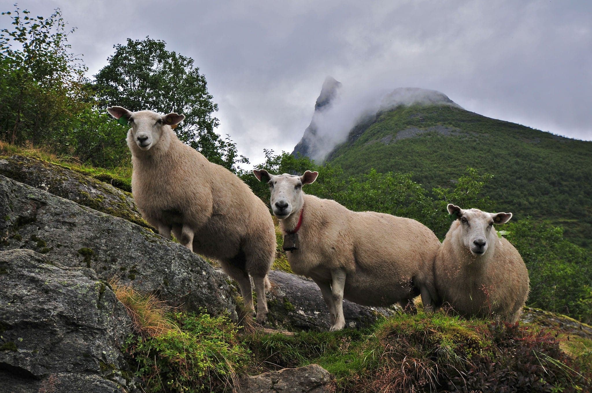 Sheep and mountain