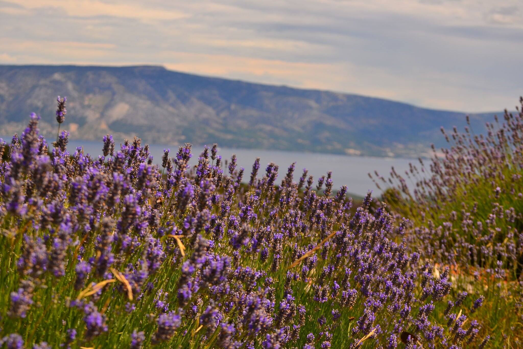 Lavendar Landscape in HVAR Island