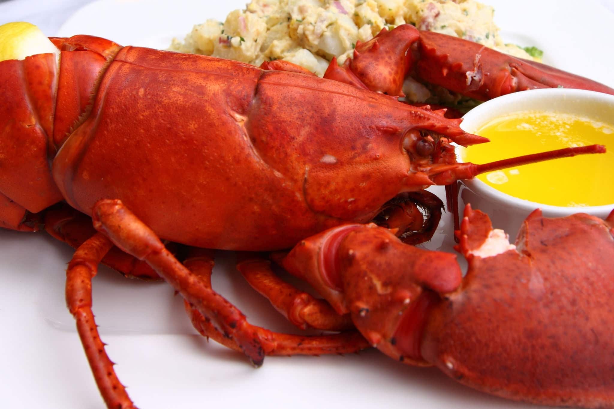 lobster meal
