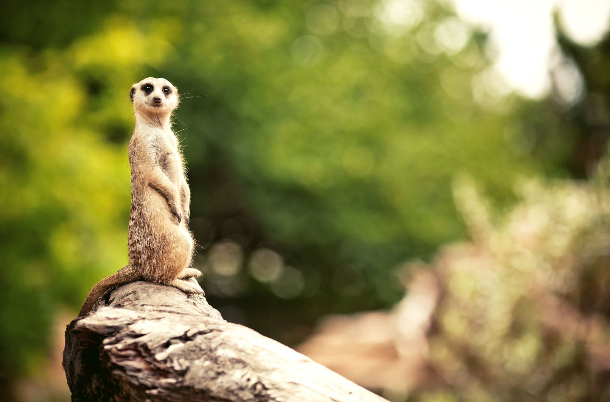 Meerkat (Surikate) found in Melbourne Zoo, Australia
