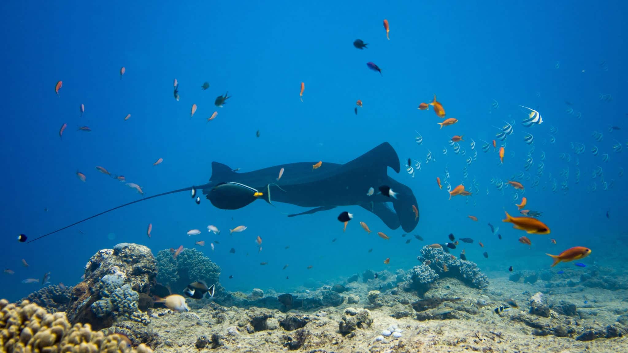 Manta Ray - New Caledonia
