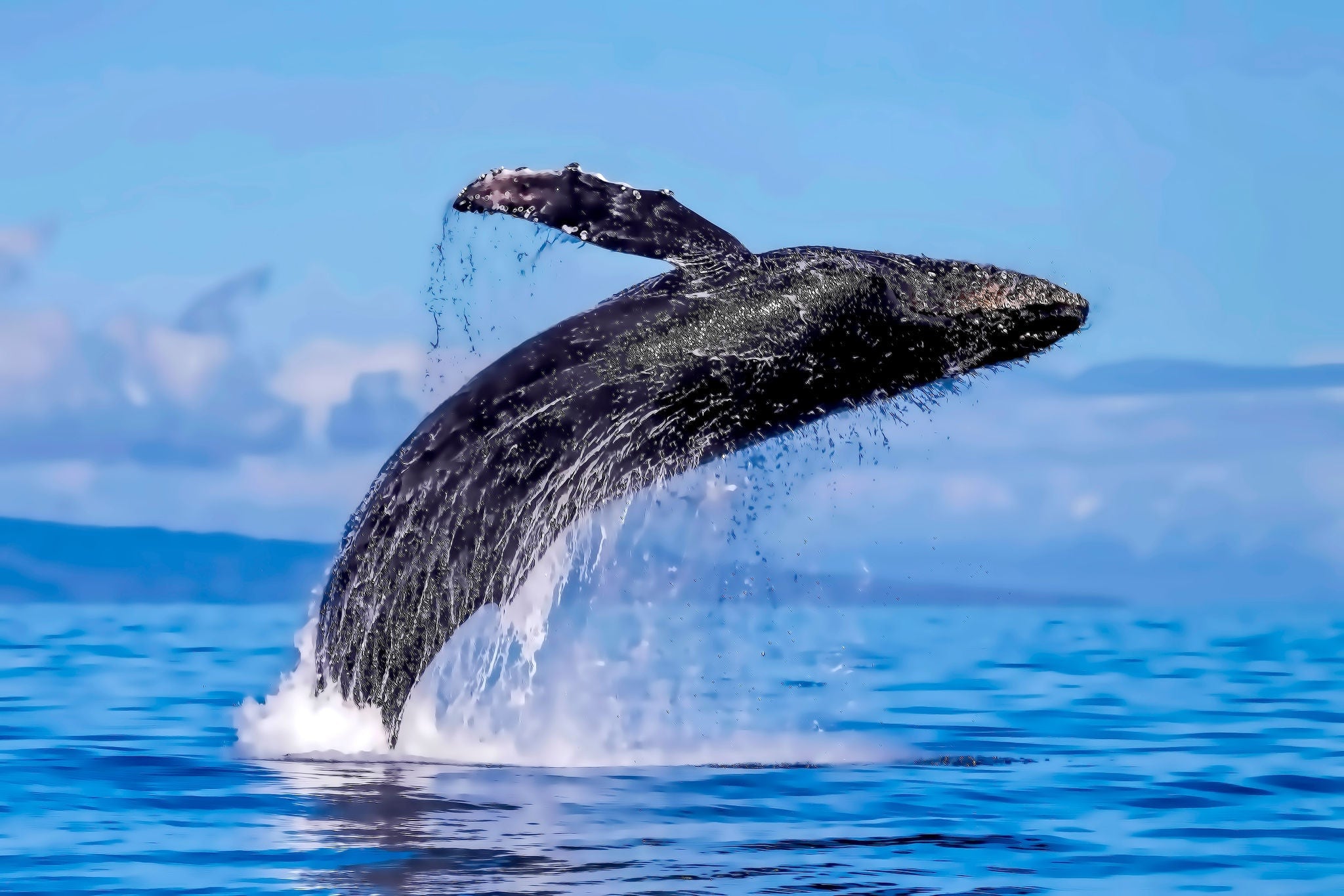 Exposive breach of a humpback whale in Lahaina on Maui.