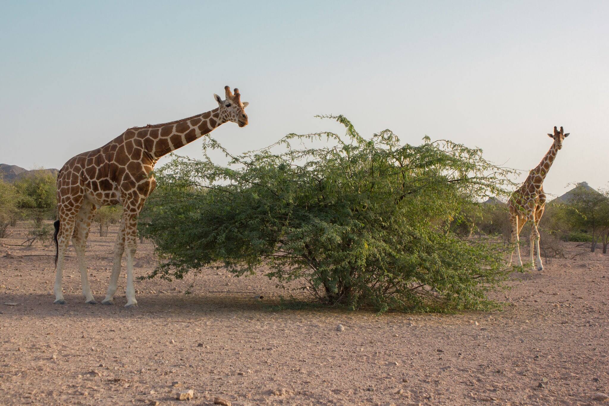 Two giraffes roam near a bush on Sir Bani Yas island reserve in the United Arab Emirates.
