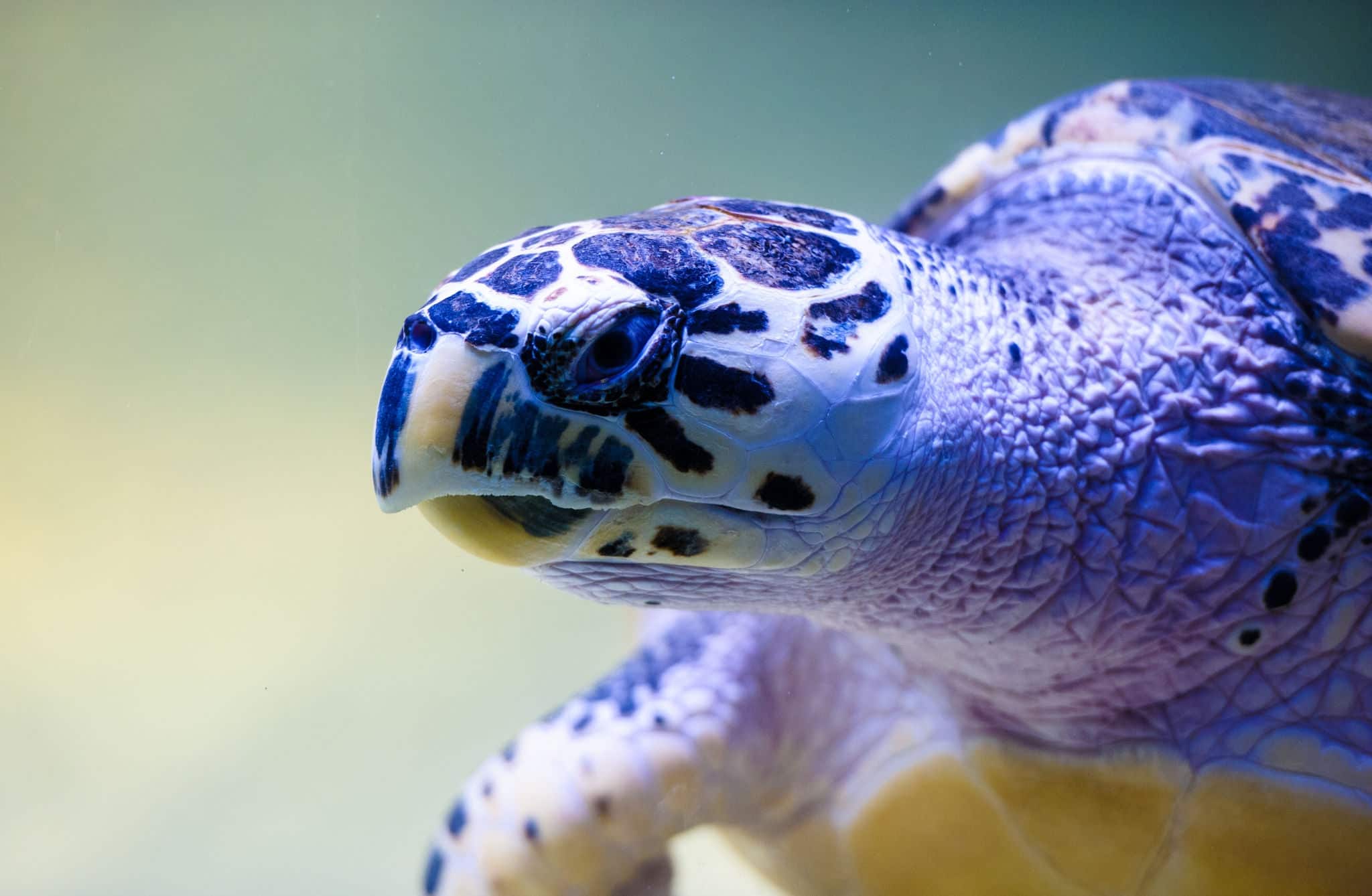 Turtle swimming