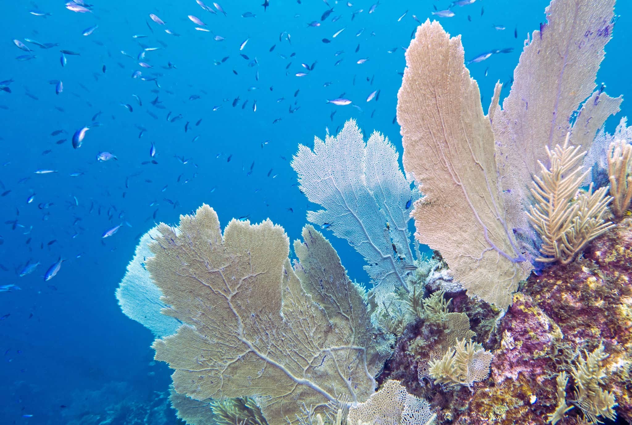 Coral reef with Blue Chromis fish off the coast of Roatan Honduras