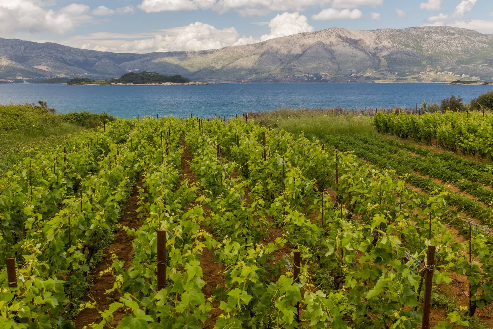 Vineyards near Lumbarda village on Korcula island, Croatia