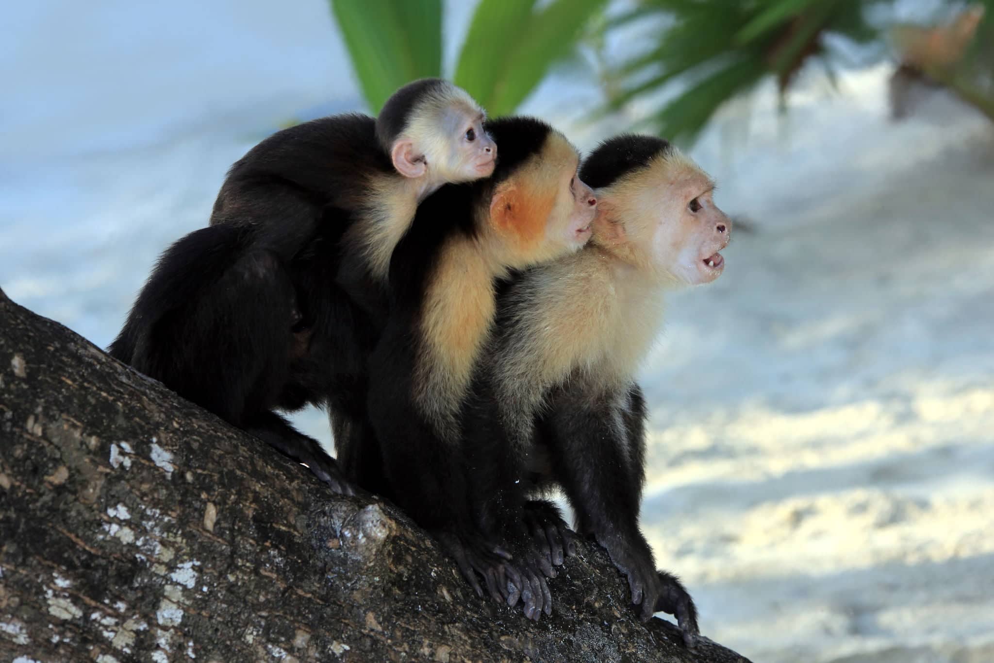 White Faced Capuchin Monkey