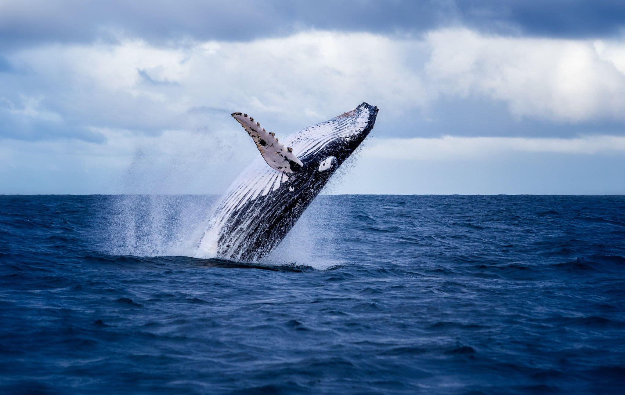 Humpback whale jumping out of the water in Australia. The whale is spraying water and ready to fall on its back.
