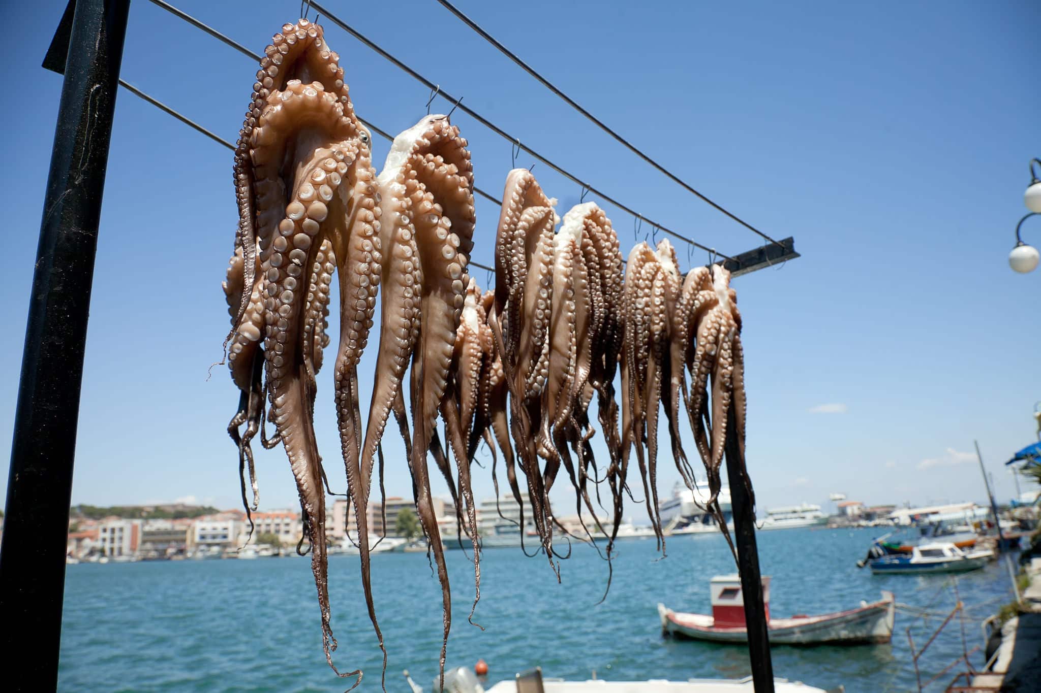 Octopus hanging up to dry in the sunshine in the Greek islands, Midilli, Mytilini, Mytiline, Lesvos, Lesbos