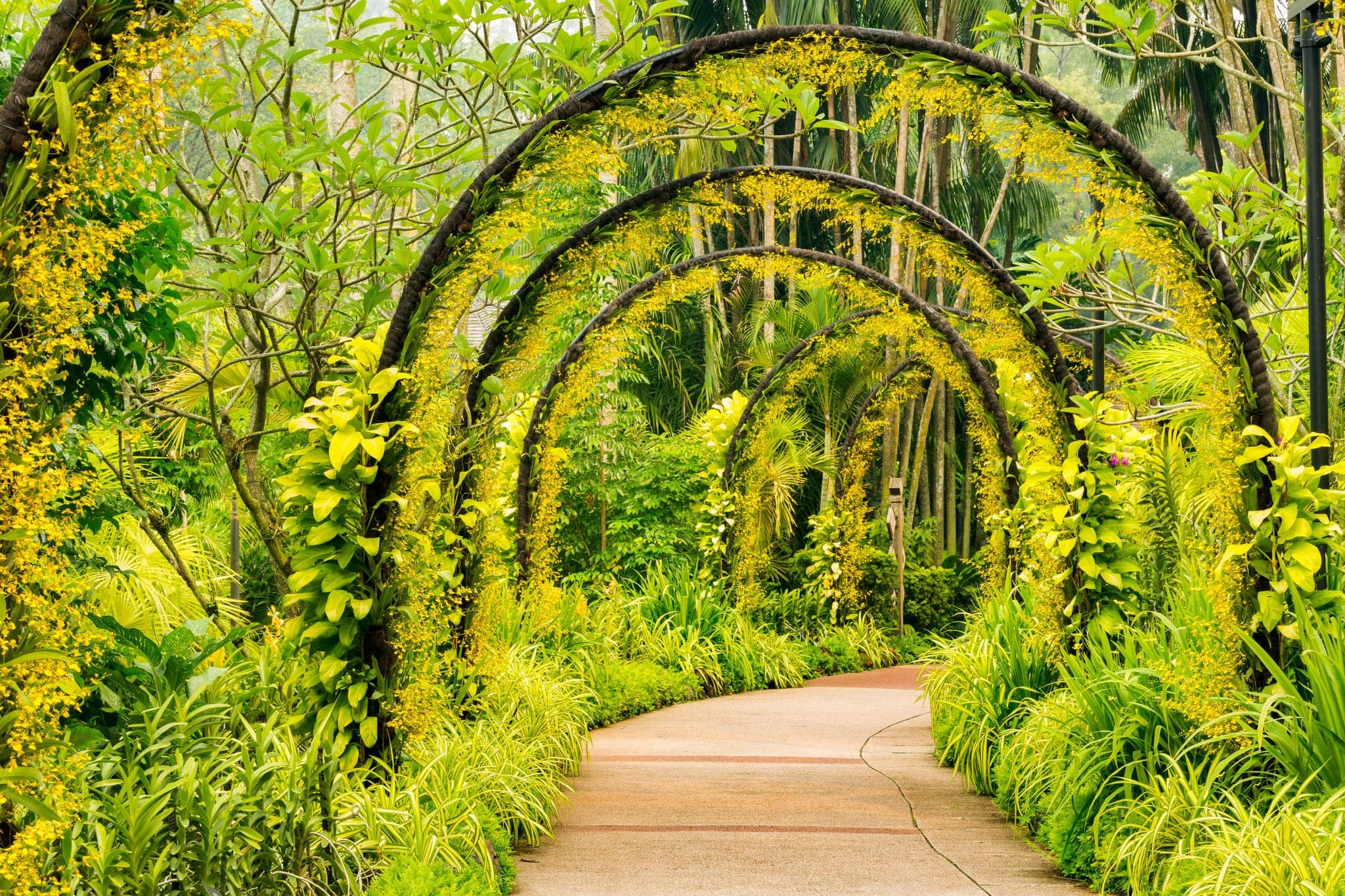 Arch way of yellow orchid from Singapore National Orchid Garden