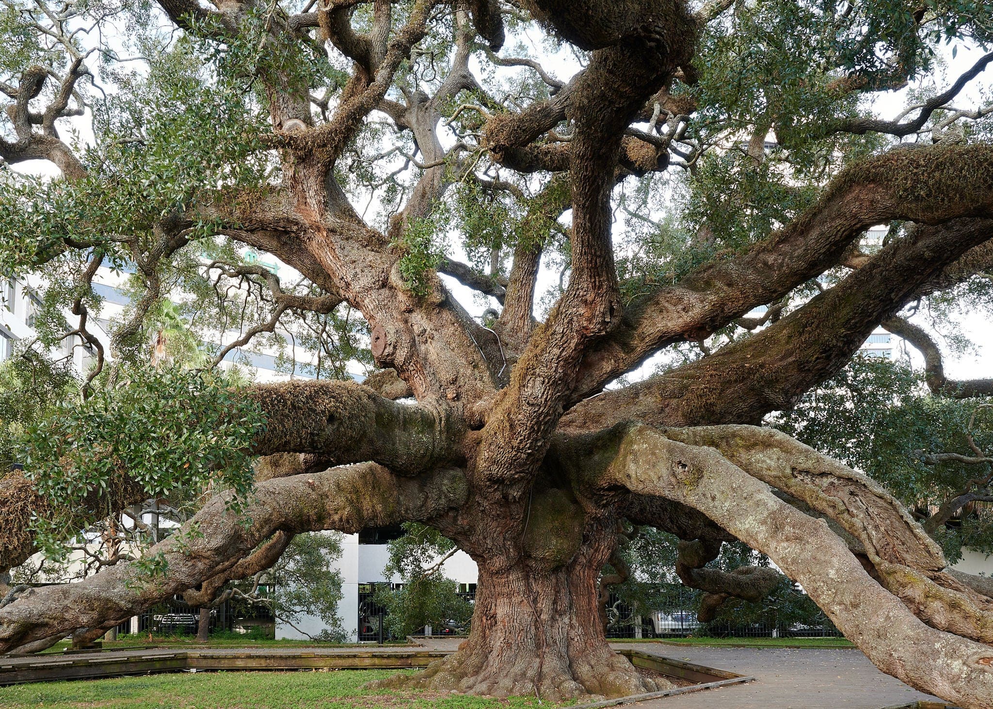 Big Oak Tree at Treaty Oak Park in downtown Jacksonville Florida
