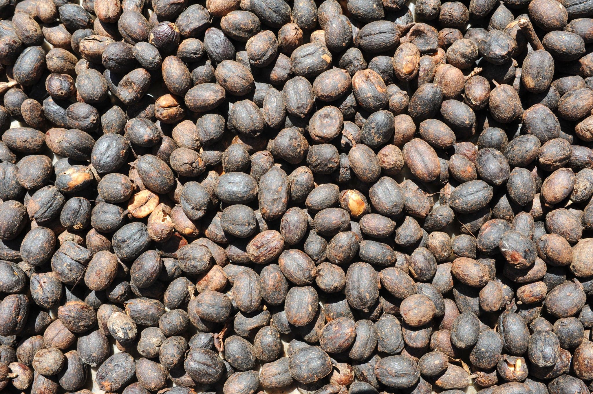 Raw coffee beans at Conception de Ataco on El Salvador