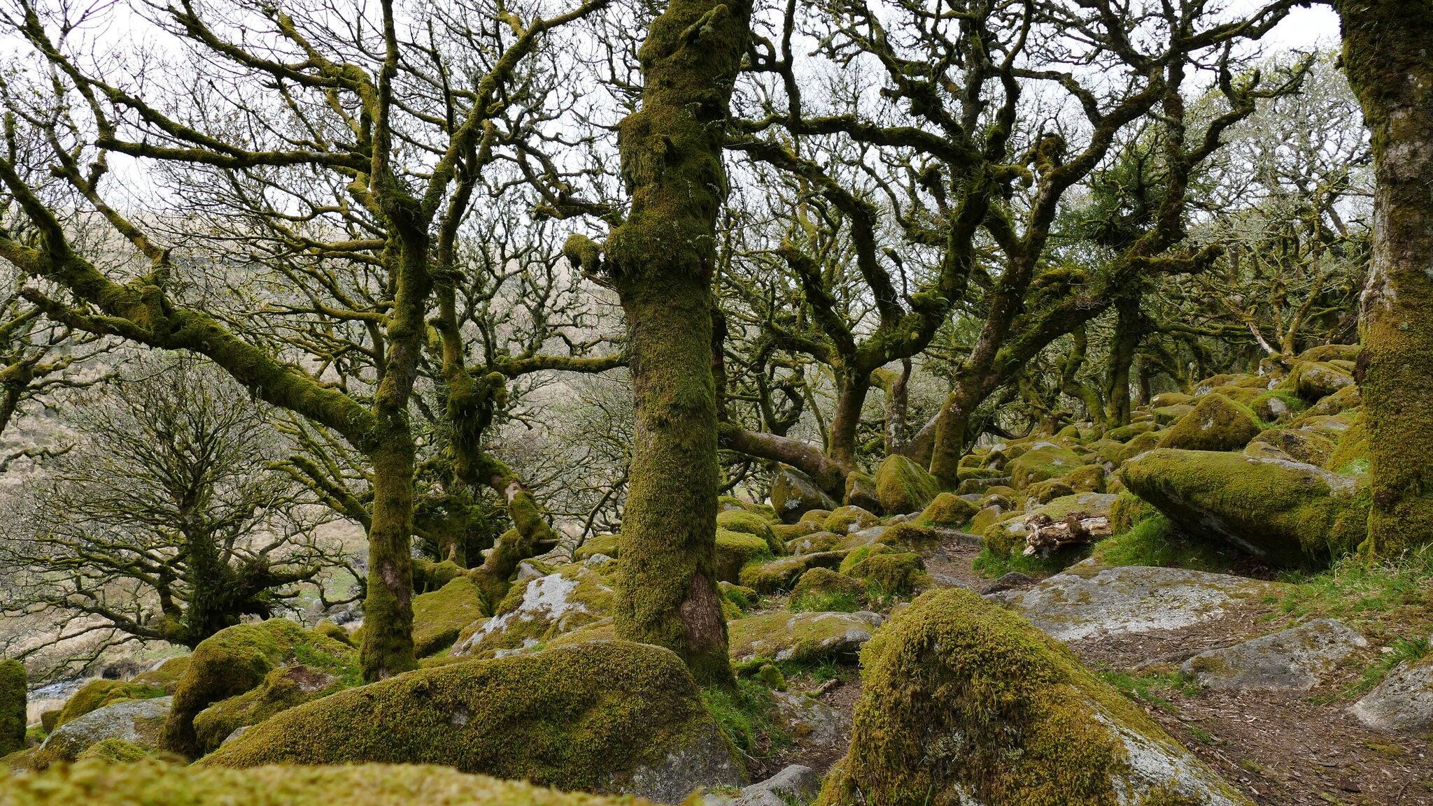 Dartmoor England. Wistman's Wood. Remains of Circa 7000BC forest. One of highest oak woods in Britain. Mainly pendunculate oak, some Rowans. Epiphytic mosses. Internal view. No people