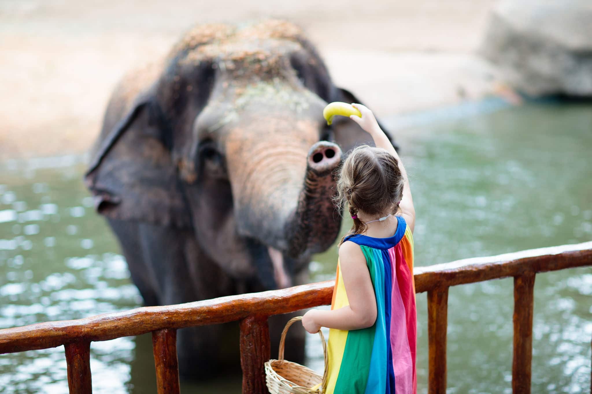 Family feeding elephant in zoo. Children feed Asian elephants in tropical safari park during summer vacation in Singapore. Kids watch animals. Little girl giving fruit to wild animal.