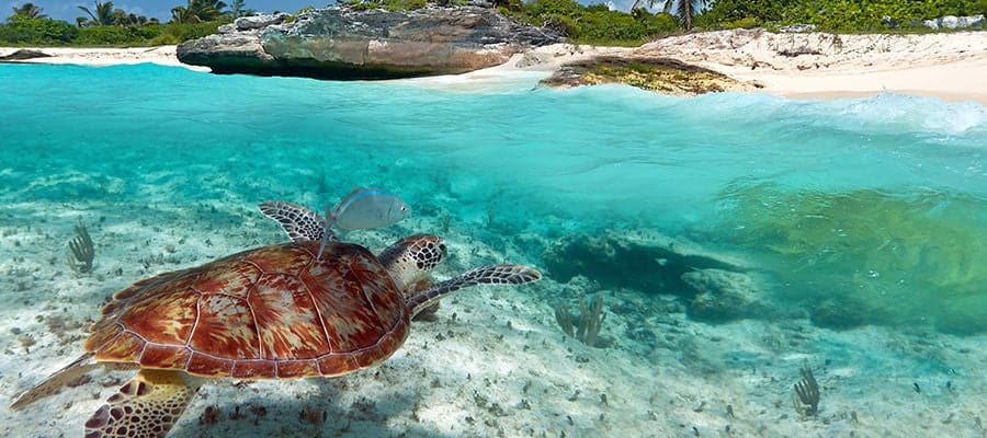 Tortugas verdes