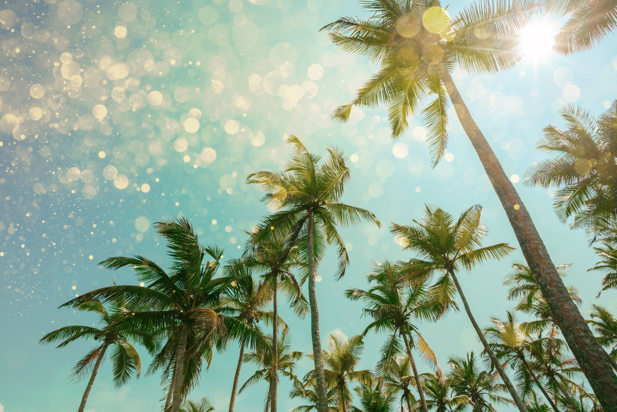 Palm trees with party lights glitter bokeh effect