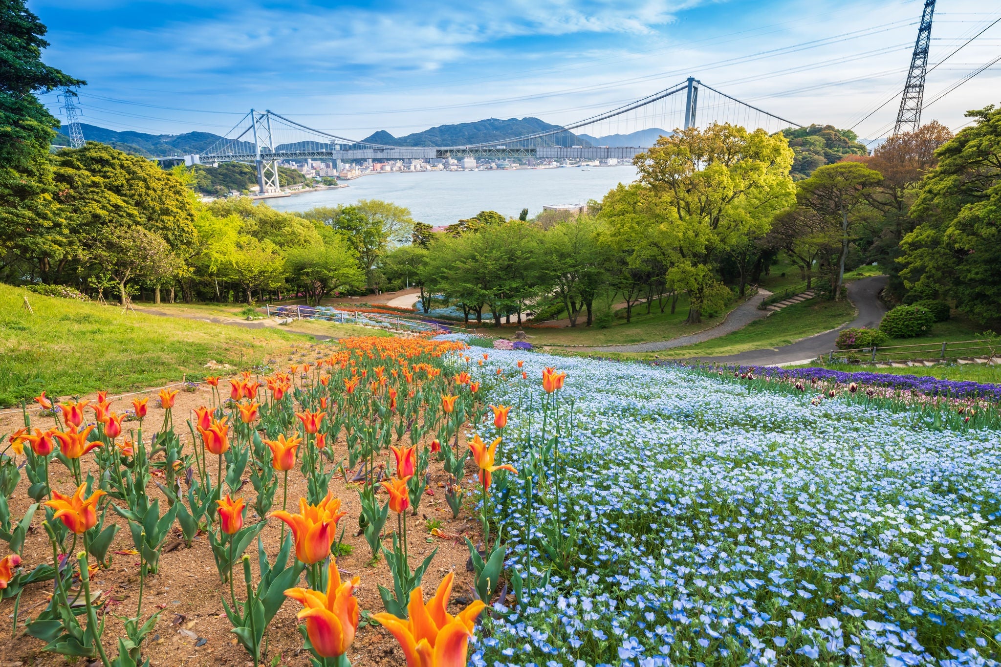 Kanmon Strait seen from the beautiful flower field blooming in Hinoyama Park in spring